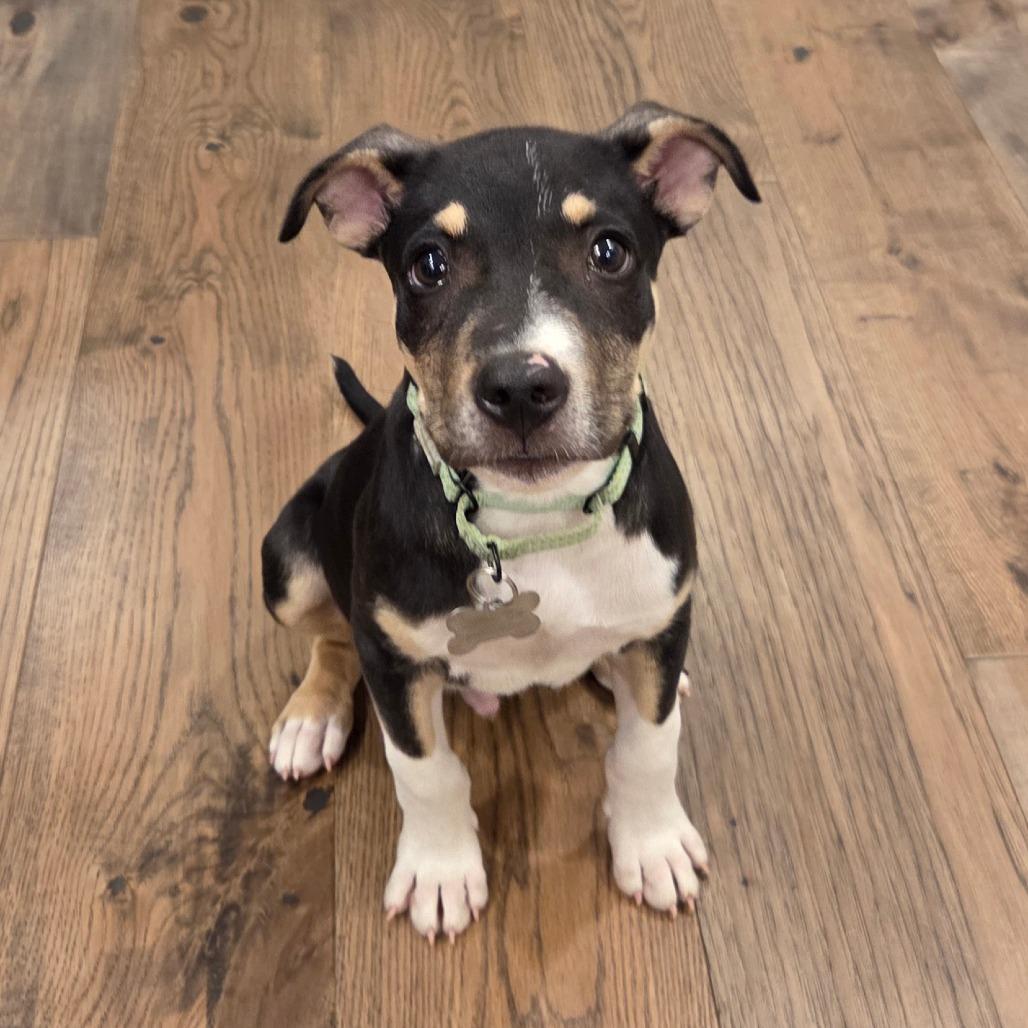 Enlarge Dakota, a Adoptable mixed breed in La Grange, KY image 5/6