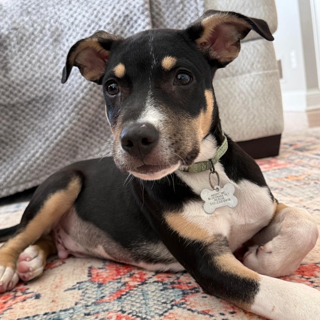 Enlarge Dakota, a Adoptable mixed breed in La Grange, KY image 6/6