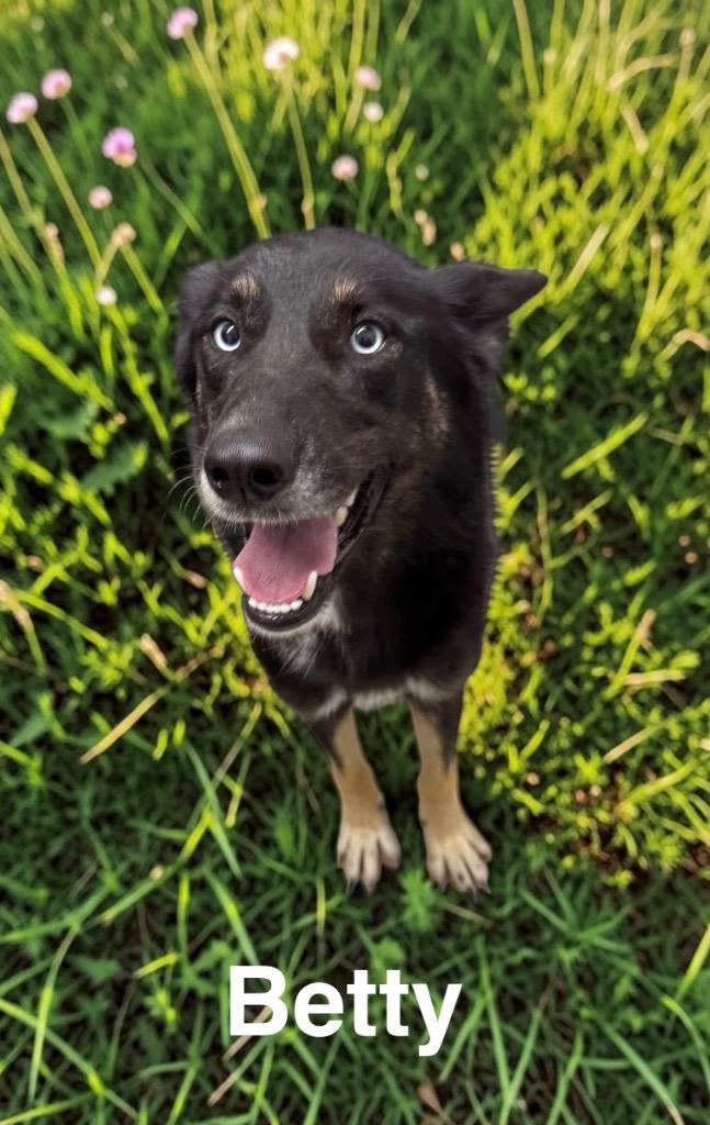 Betty, Adoptable, Young Female German Shepherd Dog.