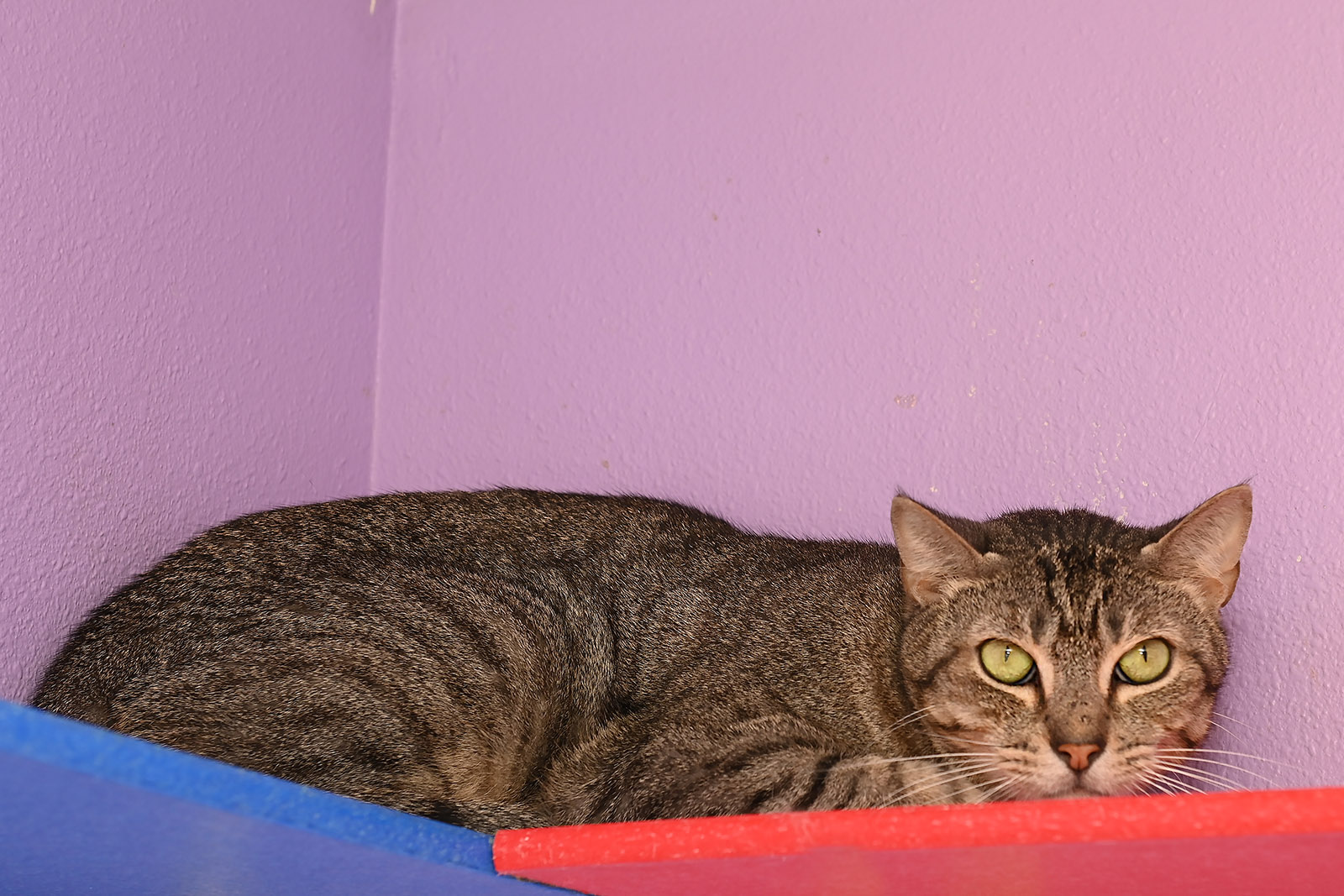Enlarge Stiffler (In a Foster Home), a Adoptable Domestic Short Hair in Baton Rouge, LA image 1/1