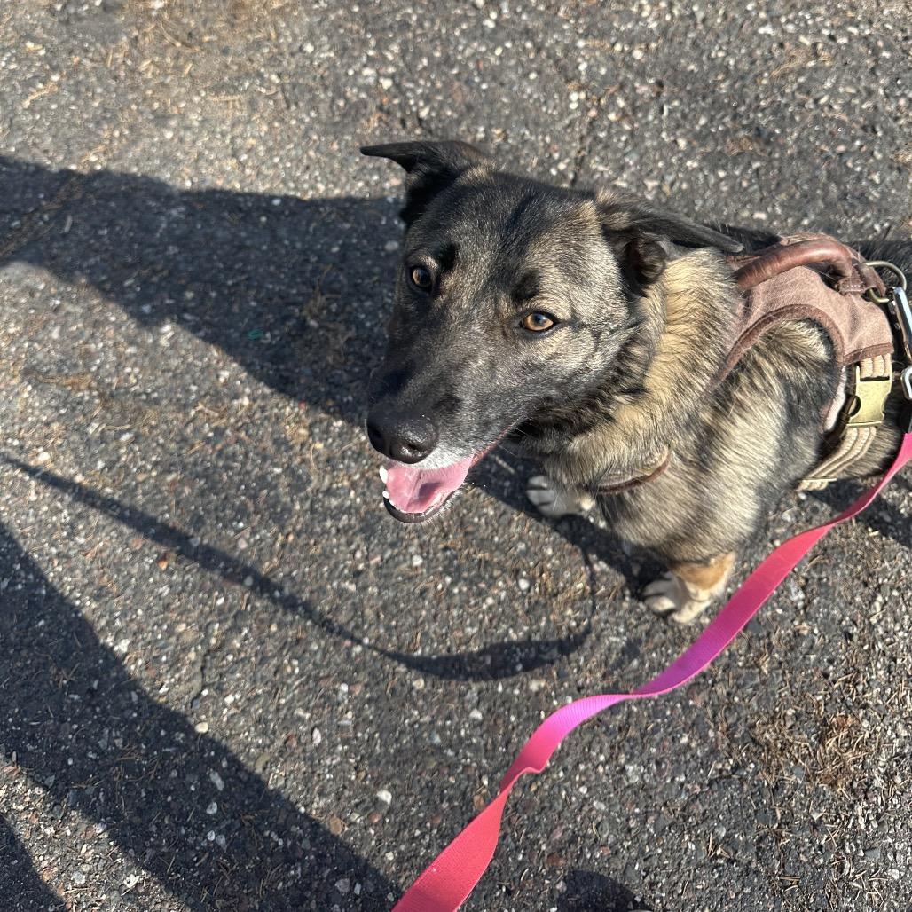 Cinder, Adoptable, Adult Female Shepherd & Mixed Breed.
