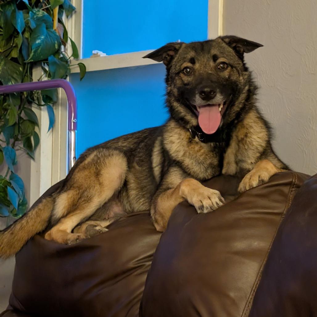 Cinder, a Adoptable mixed breed in St. Paul, MN image 2/3