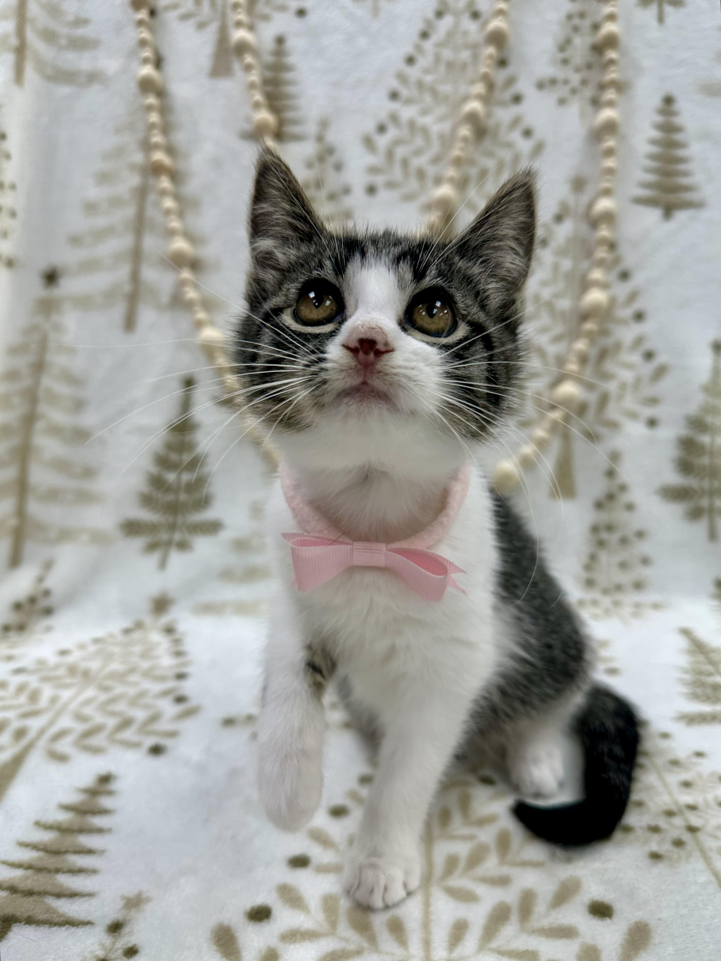 GoGo Tomago, ADOPTABLE, Kitten Female Domestic Short Hair.