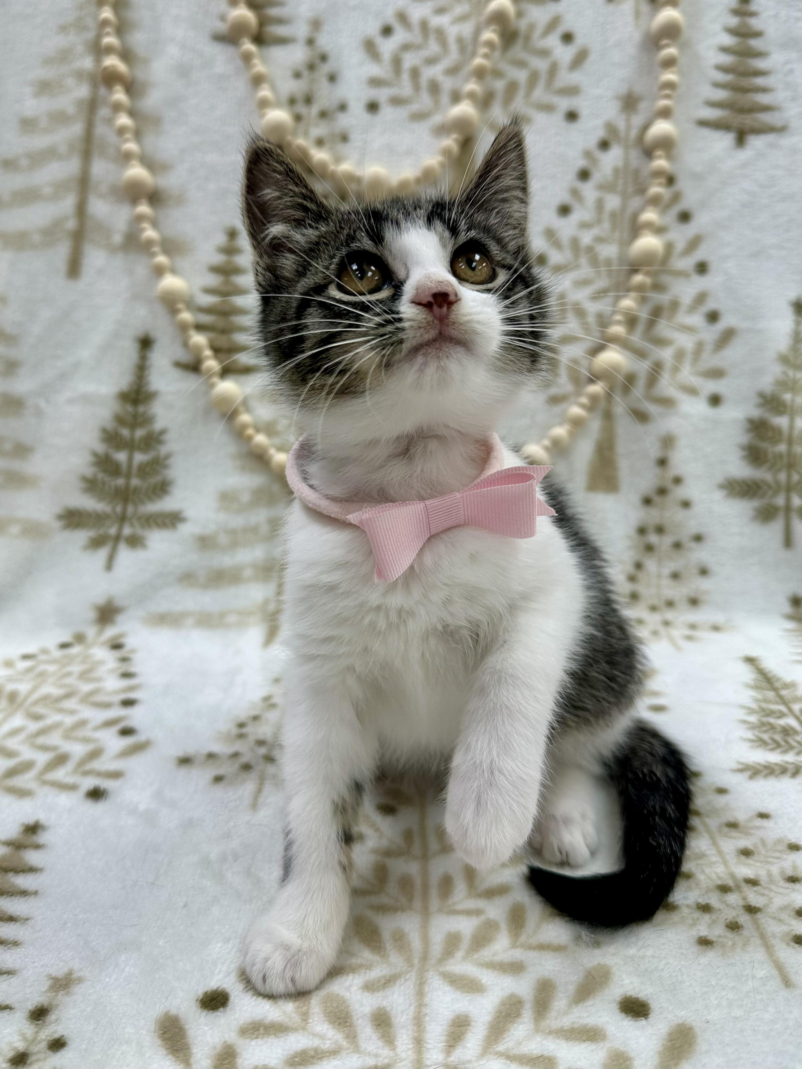 GoGo Tomago, a ADOPTABLE Domestic Short Hair in Columbus, OH image 2/5