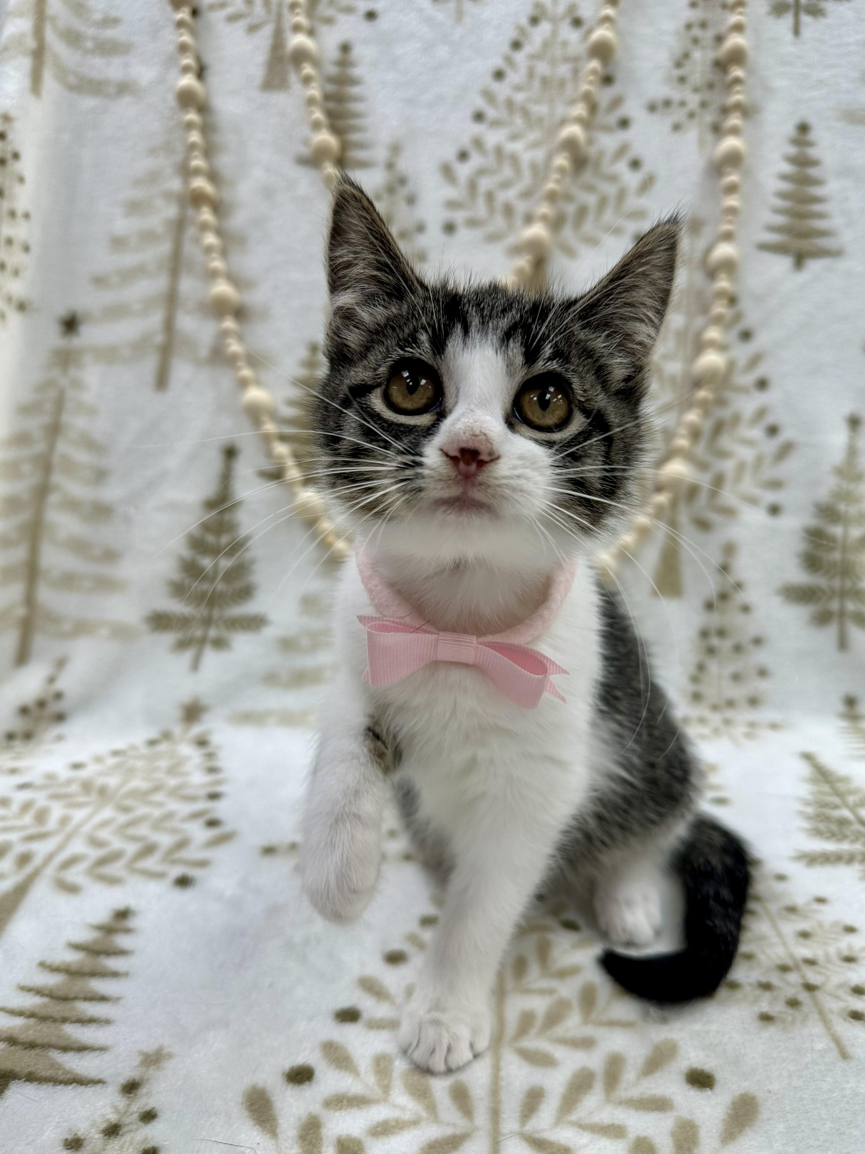 GoGo Tomago, a ADOPTABLE Domestic Short Hair in Columbus, OH image 3/5