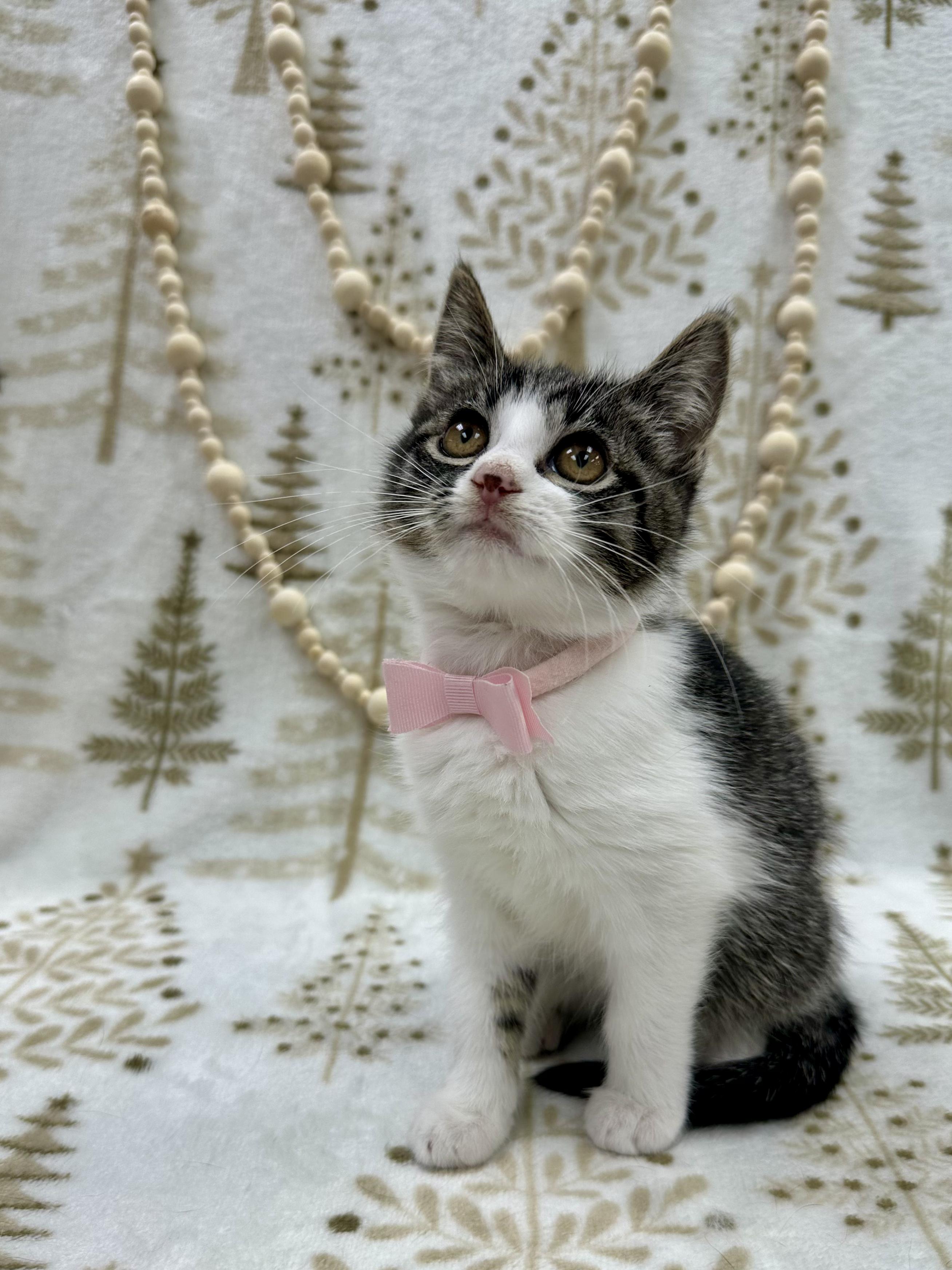 GoGo Tomago, a ADOPTABLE Domestic Short Hair in Columbus, OH image 4/5