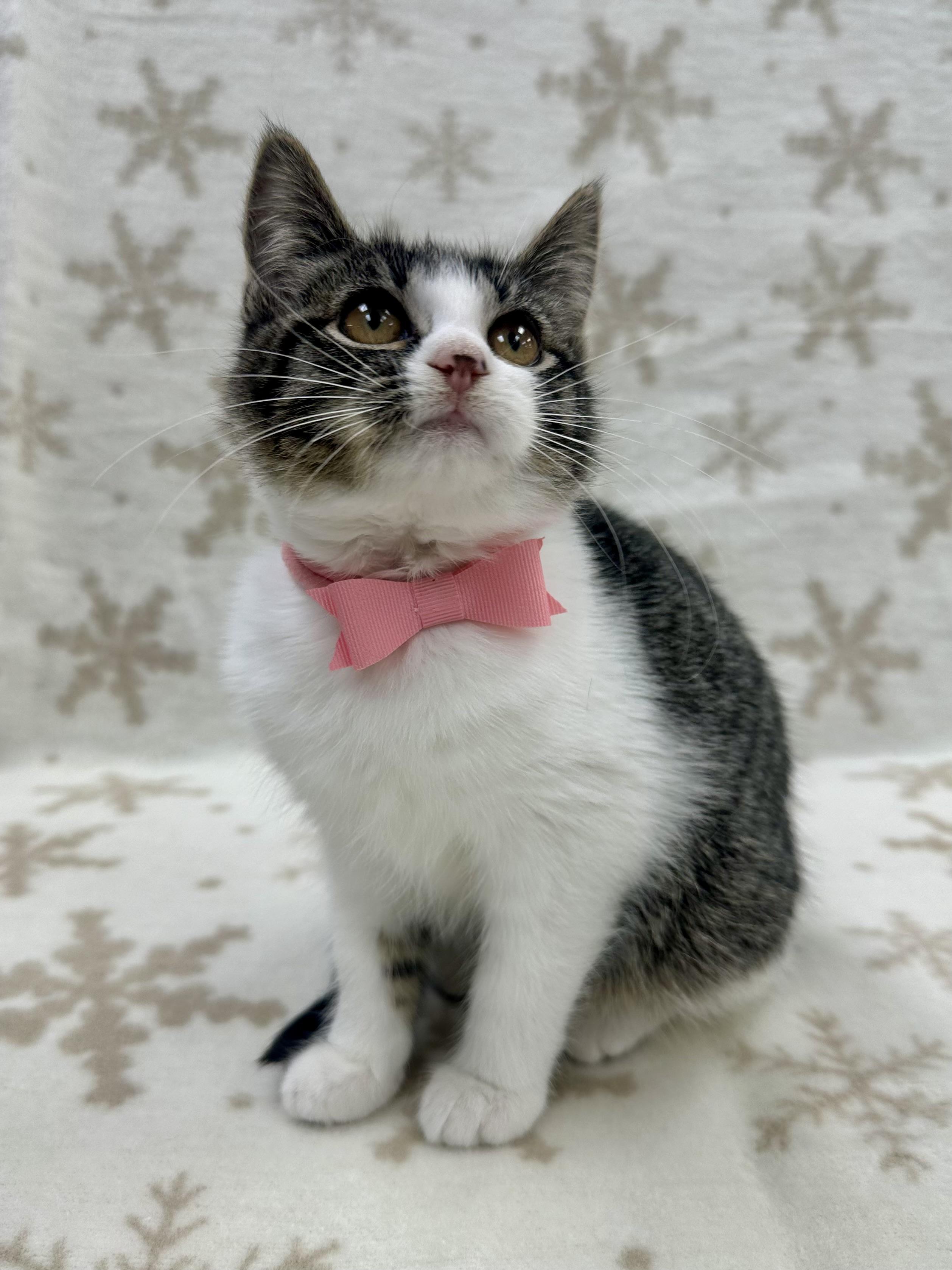 GoGo Tomago, adoptable, Kitten Female Domestic Short Hair.