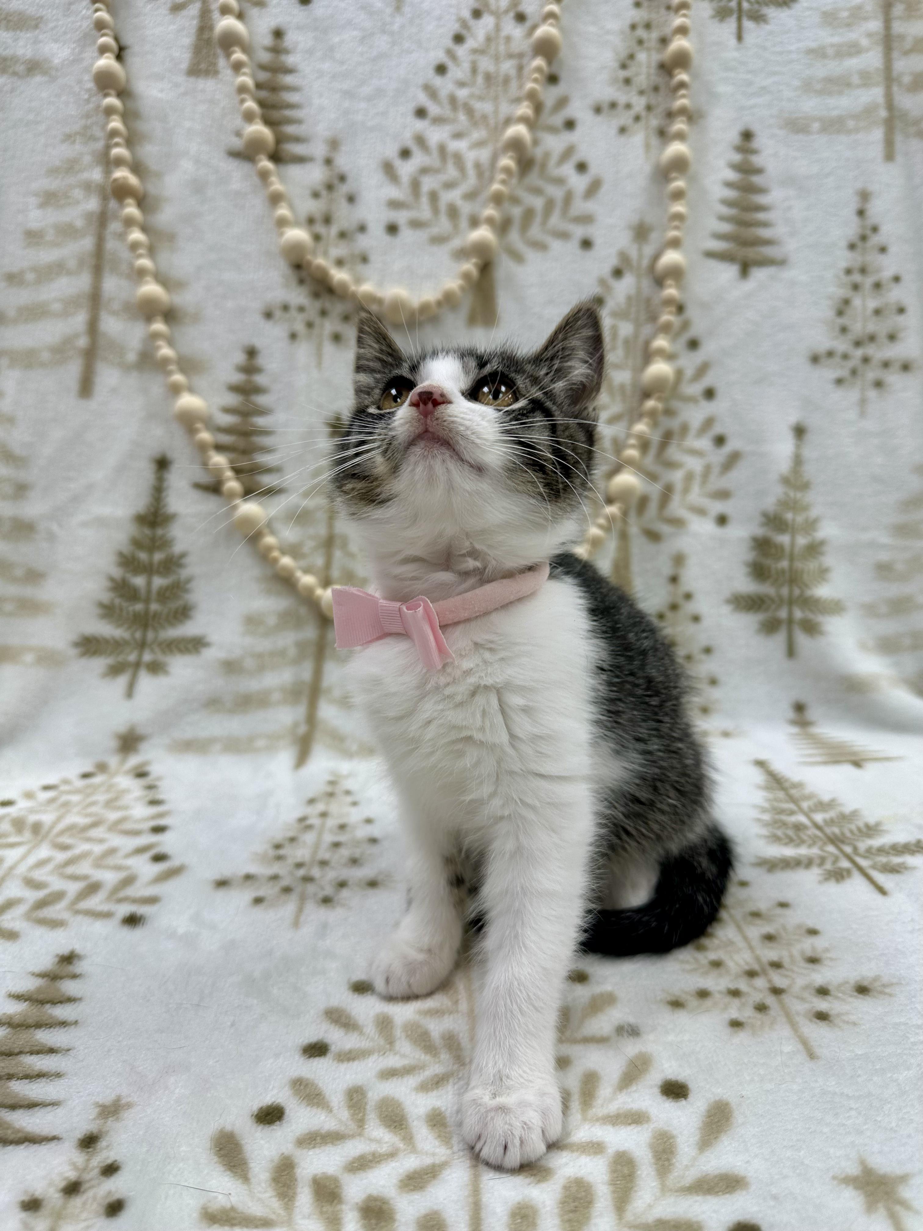 GoGo Tomago, a ADOPTABLE Domestic Short Hair in Columbus, OH image 5/5