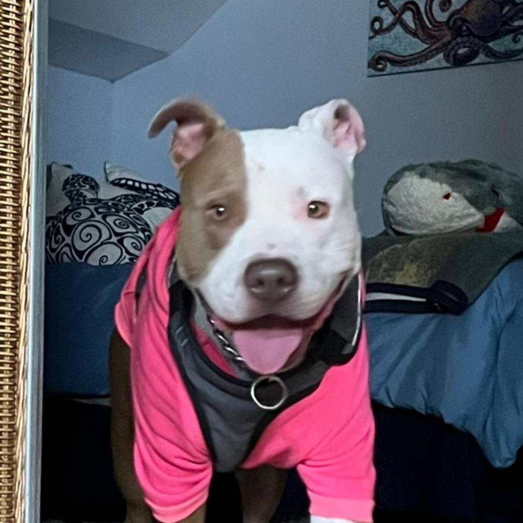 Rolo, Adoptable, Young Male Pit Bull Terrier.