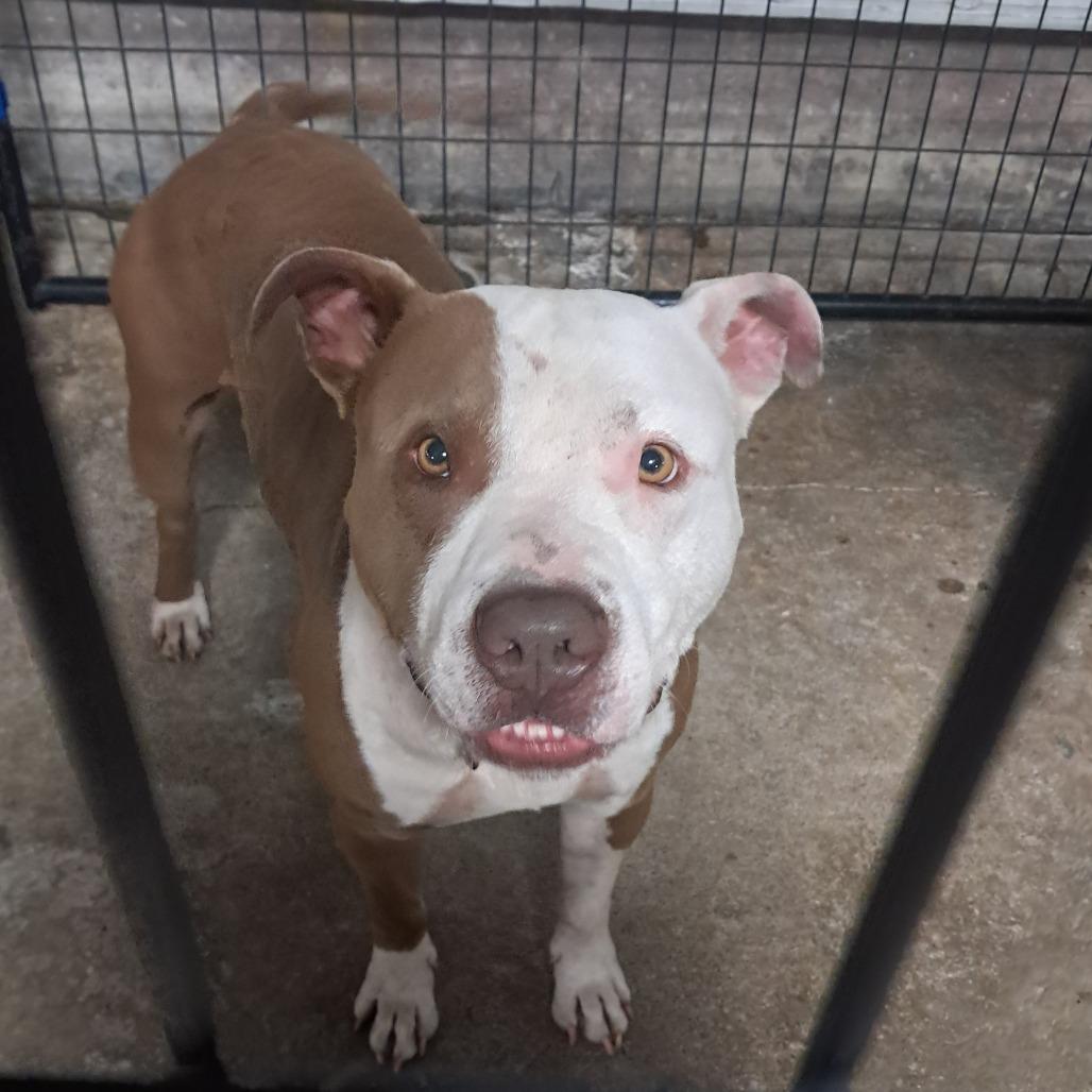 Enlarge Rolo, a Adoptable Pit Bull Terrier in Tipton, IA image 2/3