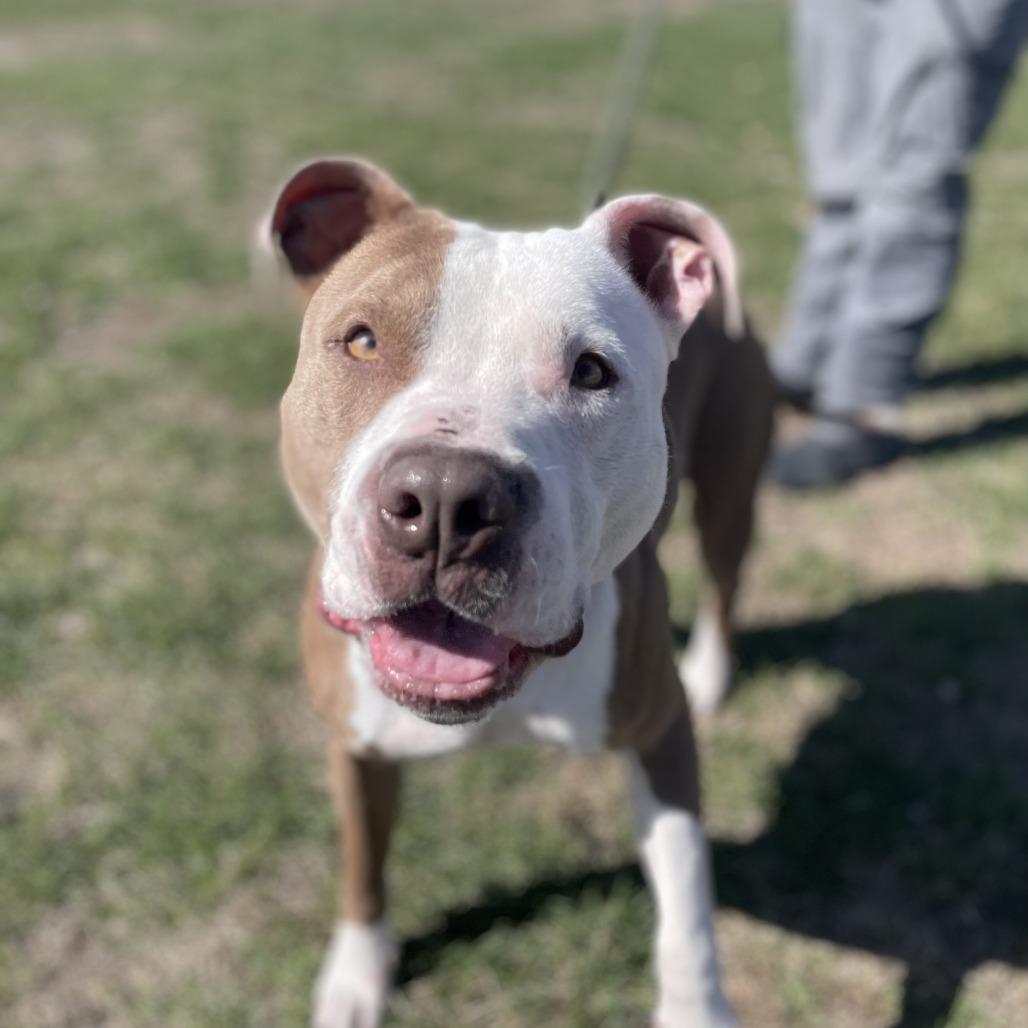 Enlarge Rolo, a Adoptable Pit Bull Terrier in Tipton, IA image 3/4