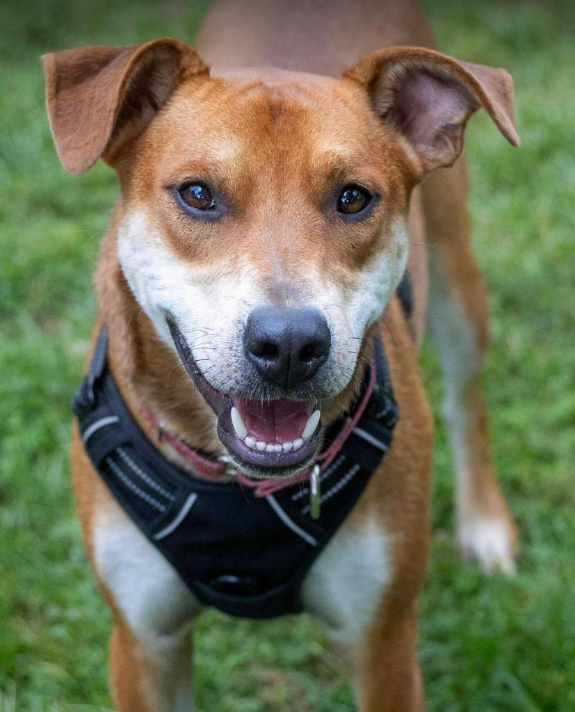 Enlarge Ranger, a Adoptable mixed breed in Savage, MN image 1/6