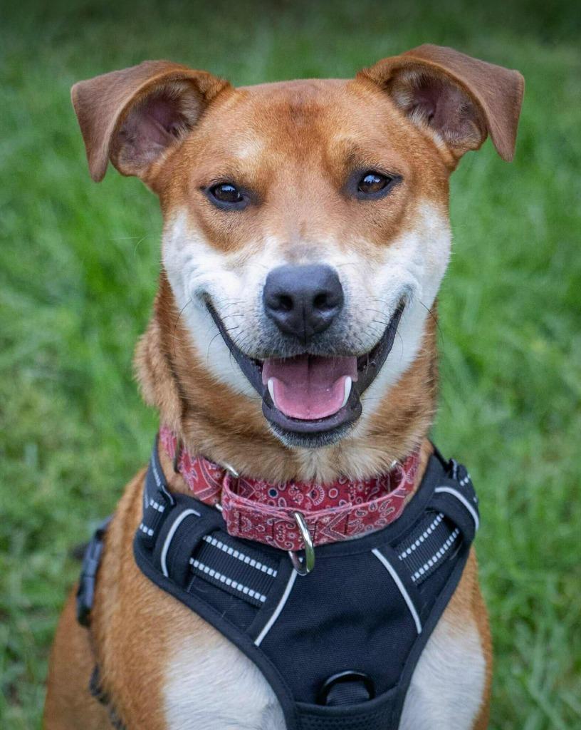 Ranger - I'll Be Home for Christmas Promo, Adoptable, Young Male Flat-Coated Retriever & Shepherd.