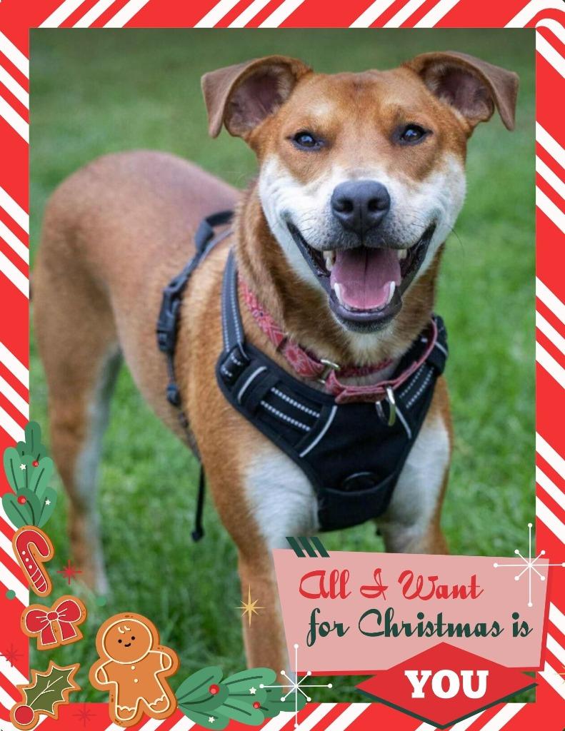 Enlarge Ranger, a Adoptable mixed breed in Savage, MN image 5/6