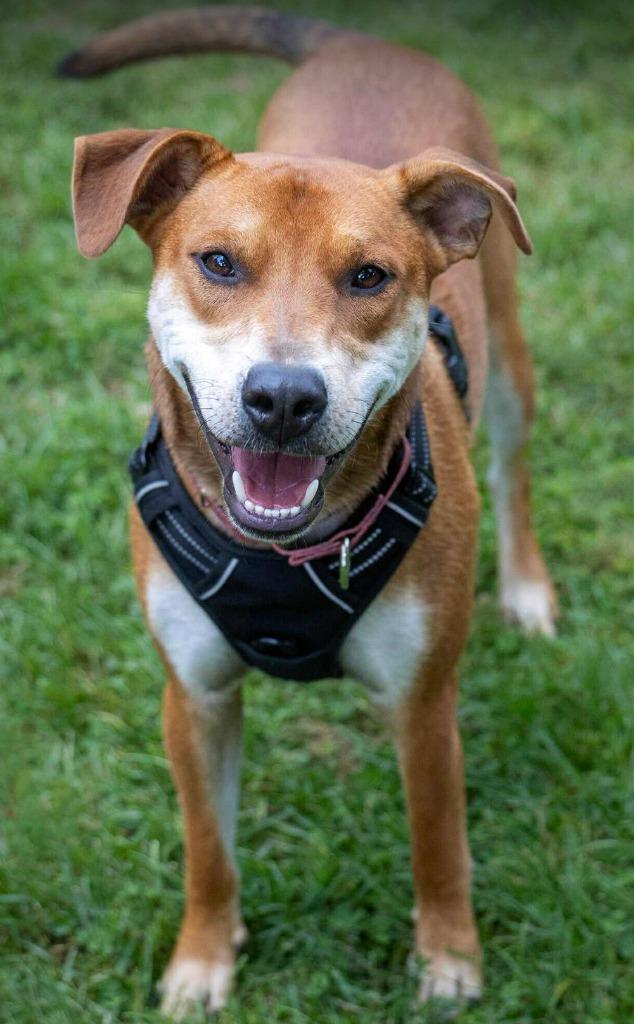 Enlarge Ranger, a Adoptable mixed breed in Savage, MN image 3/6