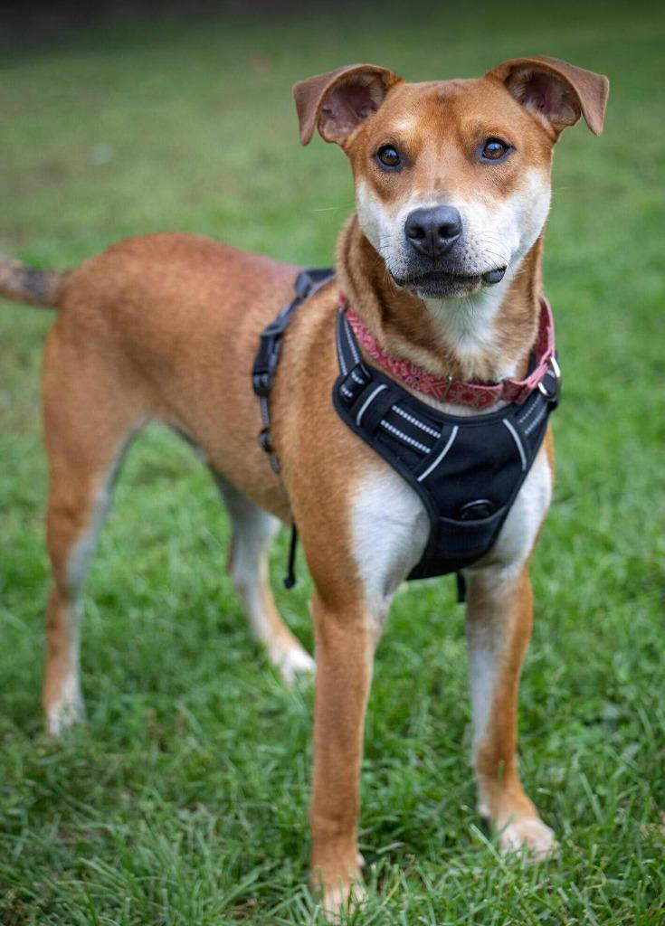 Enlarge Ranger, a Adoptable mixed breed in Savage, MN image 4/6