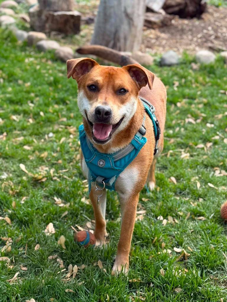 Ranger, a Adoptable mixed breed in Savage, MN image 5/6
