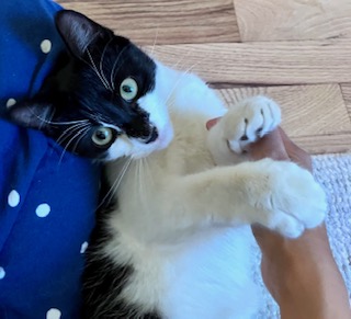 Enlarge Ali (Adopter needed), a Adopted American Shorthair in Brooklyn, NY image 3/6