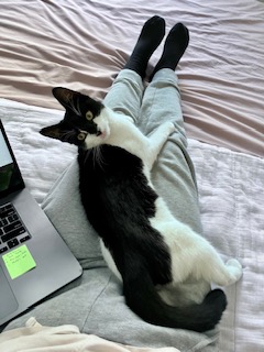 Enlarge Ali (Adopter needed), a Adopted American Shorthair in Brooklyn, NY image 6/6