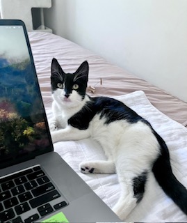 Enlarge Ali (Adopter needed), a Adopted American Shorthair in Brooklyn, NY image 1/6