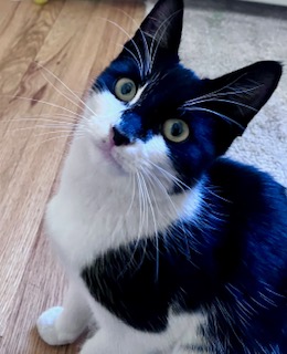 Enlarge Ali (Adopter needed), a Adopted American Shorthair in Brooklyn, NY image 4/6