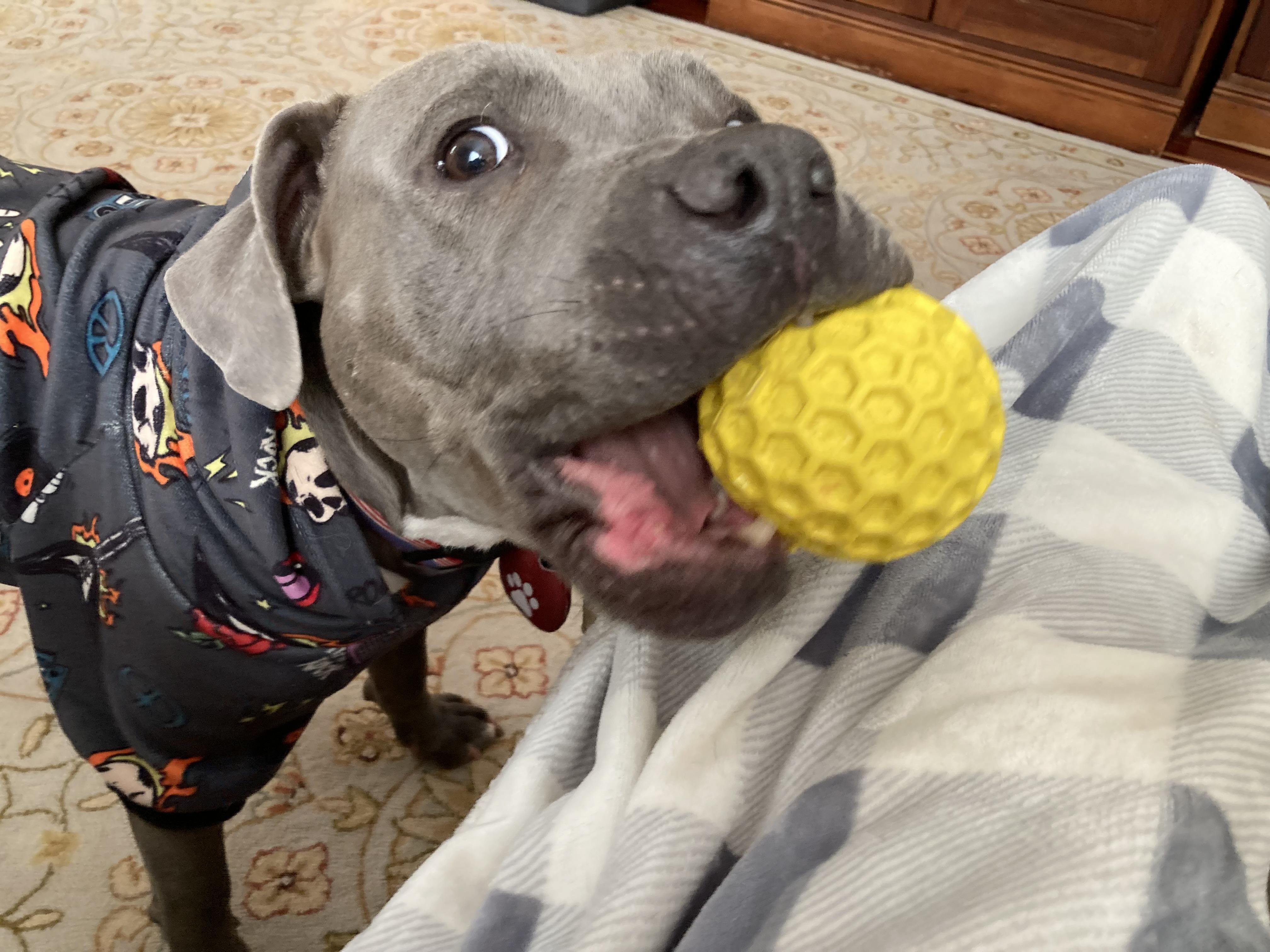 Sterling , ADOPTABLE, Adult Male American Staffordshire Terrier.