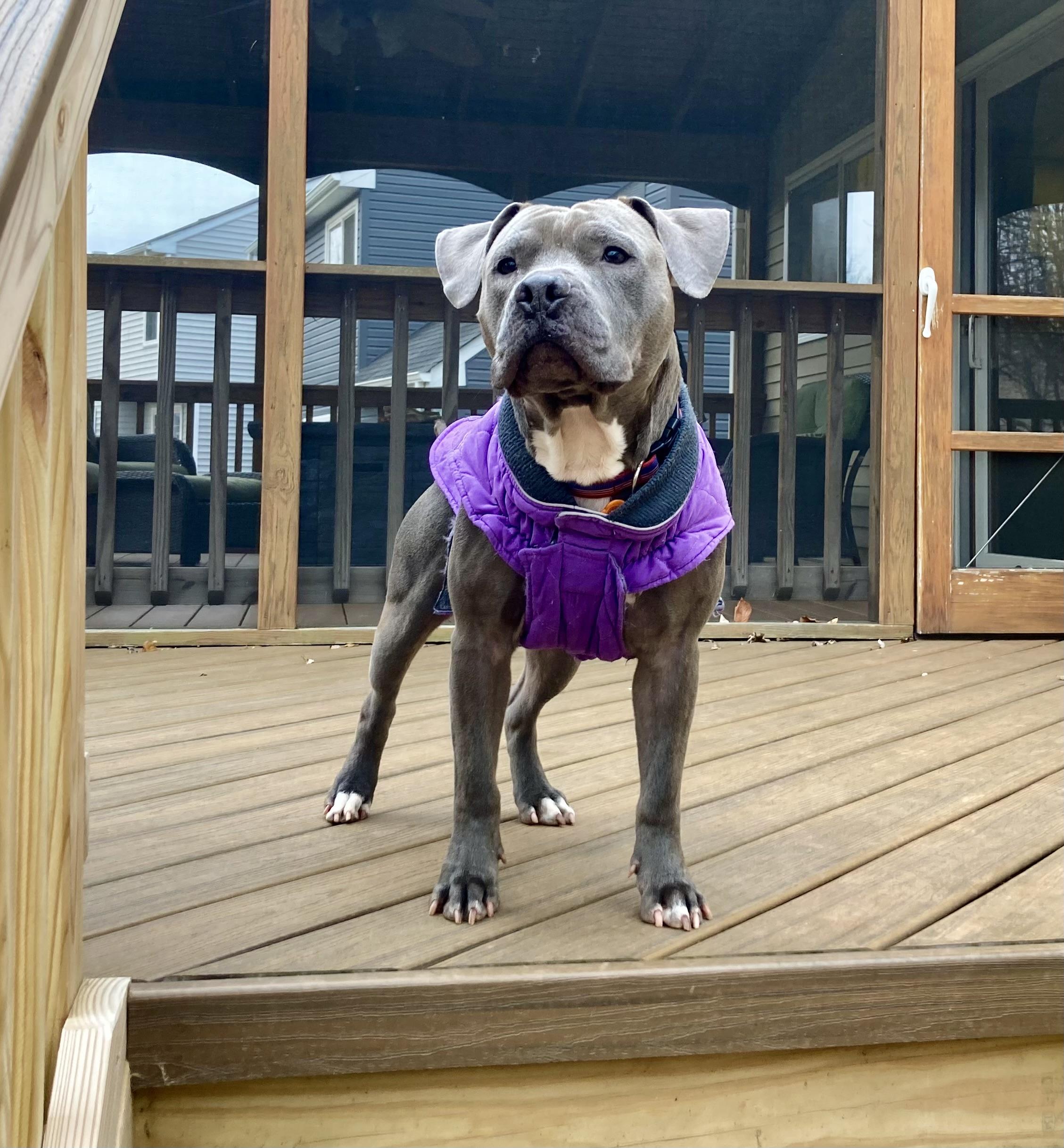 Enlarge Sterling , a ADOPTABLE mixed breed in Leesburg, VA image 6/6