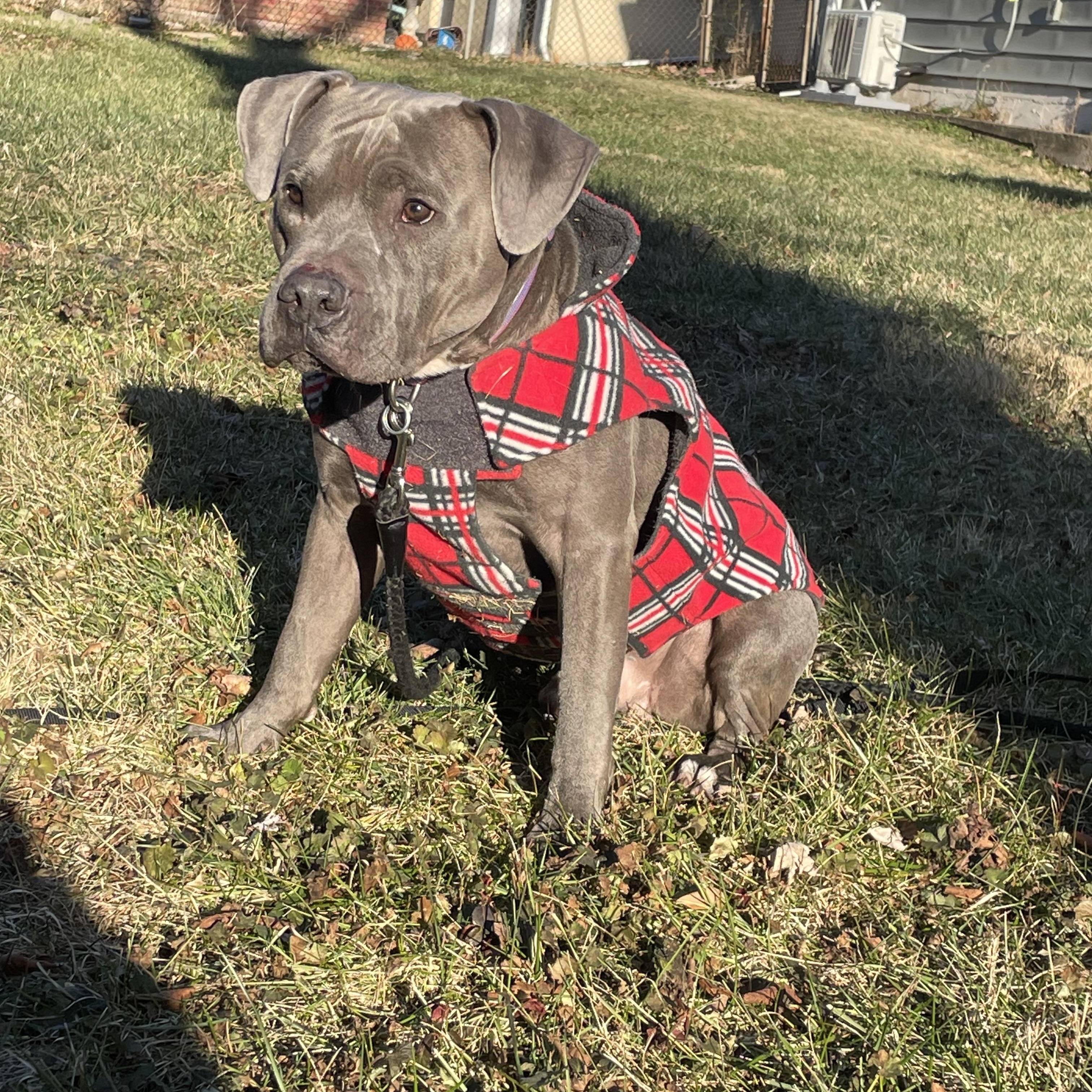 Enlarge Sterling , a ADOPTABLE mixed breed in Leesburg, VA image 3/6