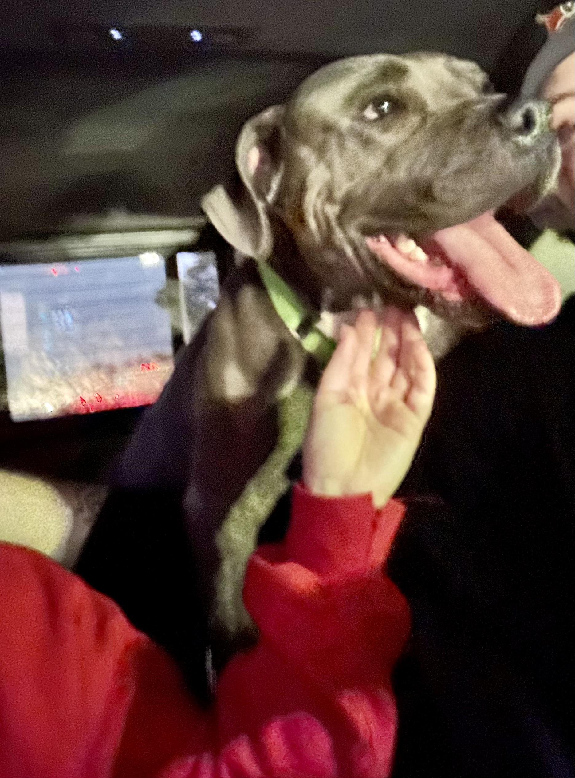 Sterling , ADOPTABLE, Adult Male American Staffordshire Terrier.