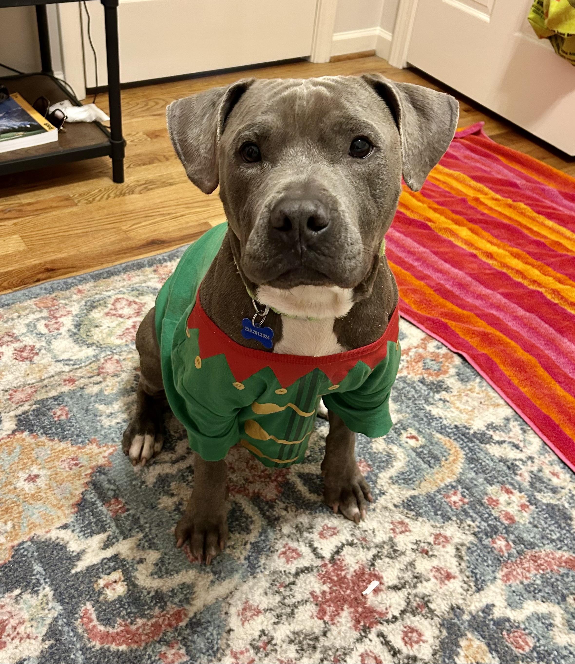 Enlarge Sterling , a ADOPTABLE mixed breed in Leesburg, VA image 2/5