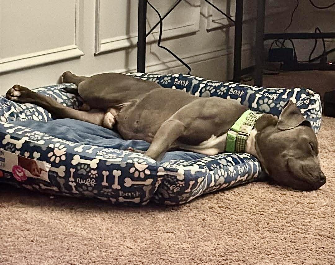 Enlarge Sterling , a ADOPTABLE mixed breed in Leesburg, VA image 3/5