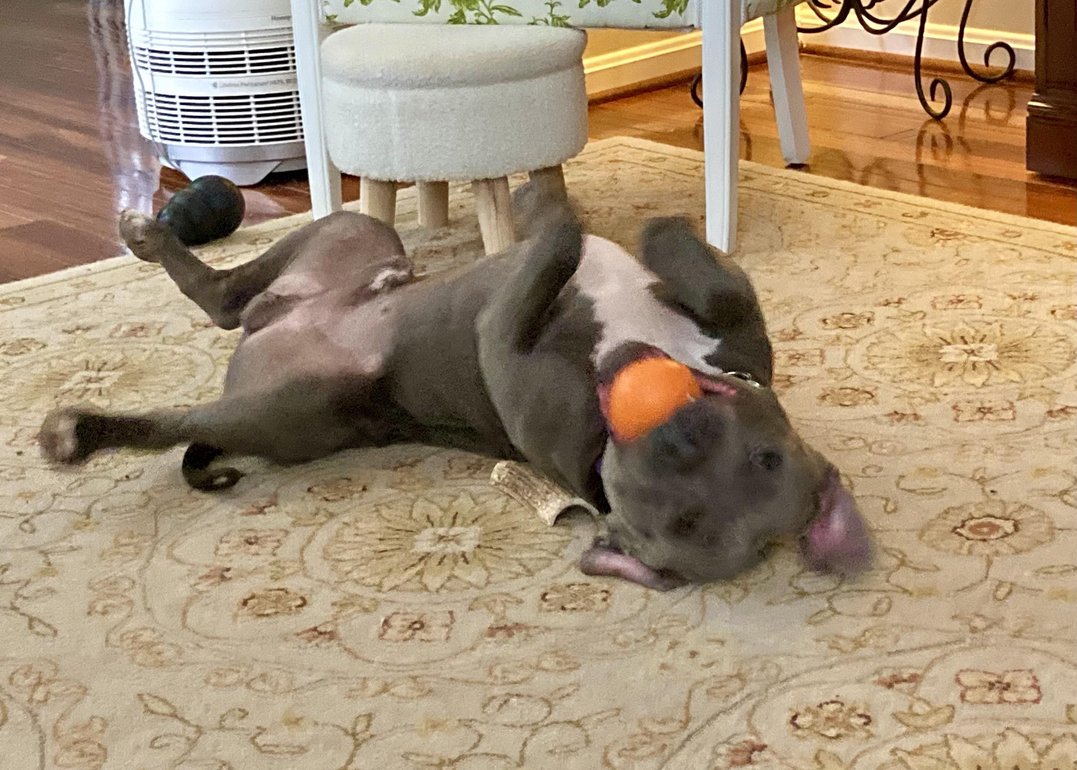 Sterling thumbnail 5