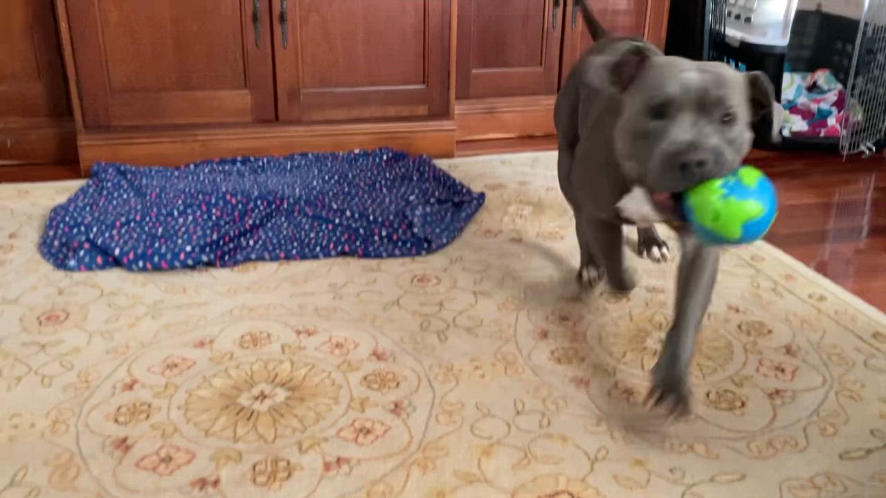 Enlarge Sterling , a ADOPTABLE mixed breed in Leesburg, VA video 5/6