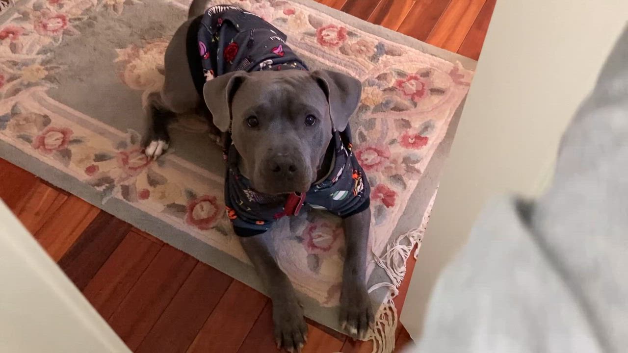 Enlarge Sterling , a ADOPTABLE mixed breed in Leesburg, VA video 2/6