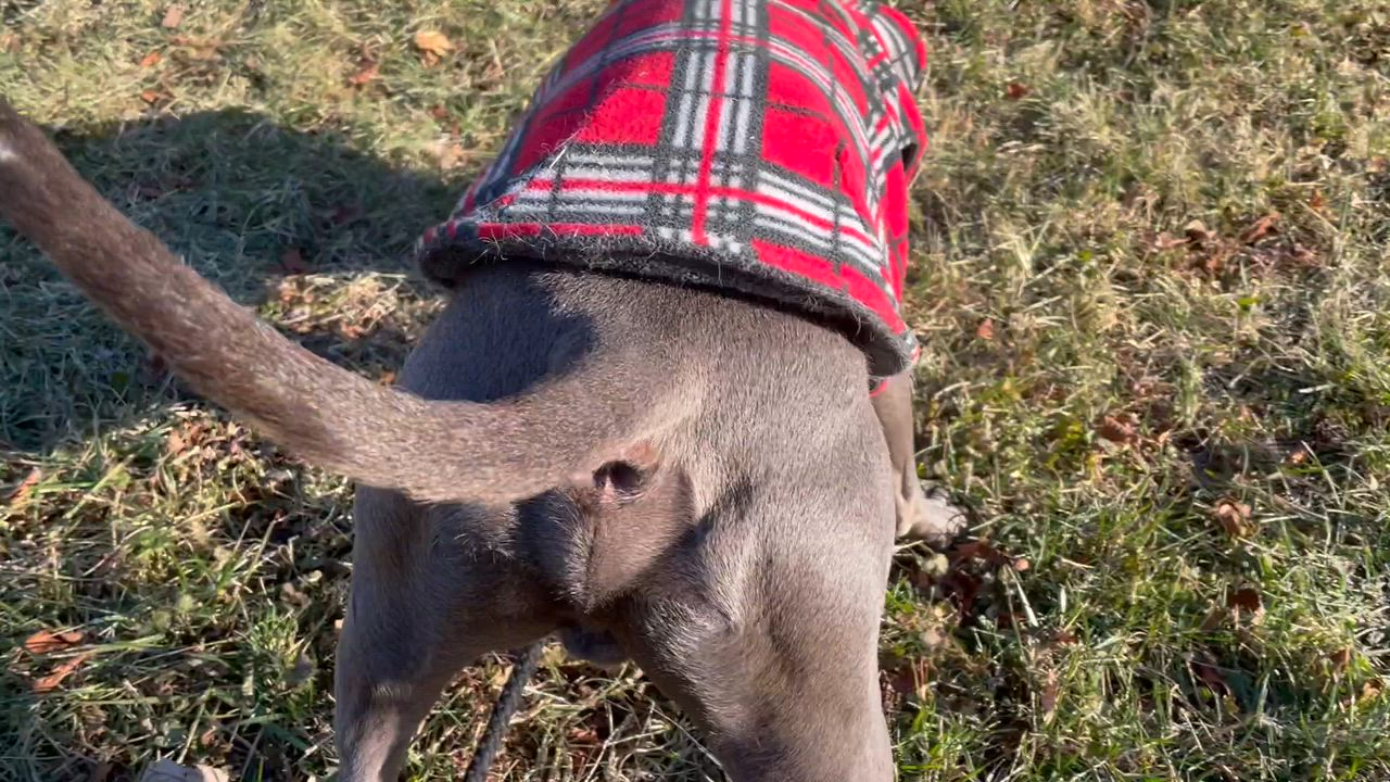 Enlarge Sterling , a ADOPTABLE mixed breed in Leesburg, VA video 5/5