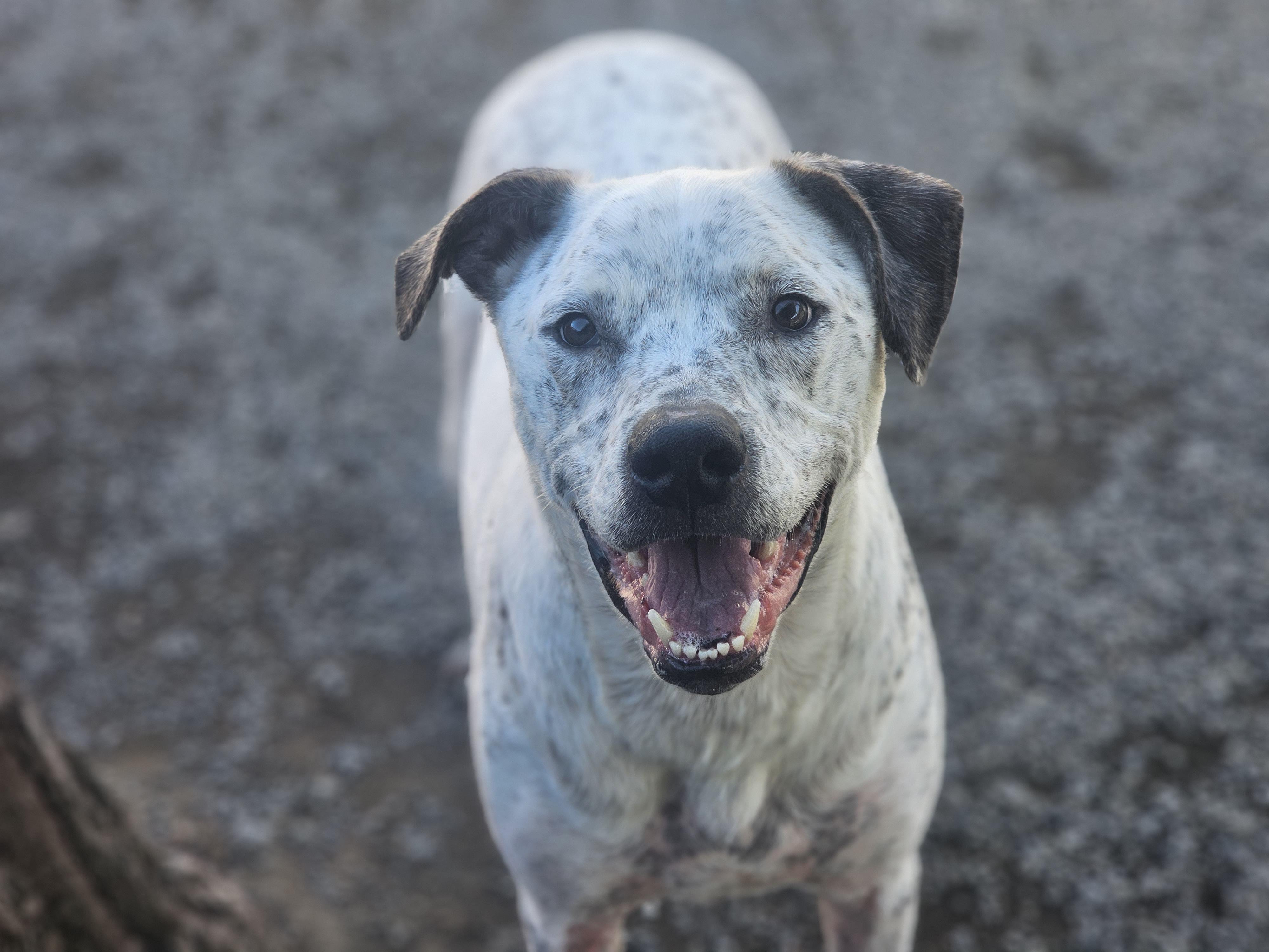Enlarge Gordon, a ADOPTABLE mixed breed in San Jose, CA image 1/3