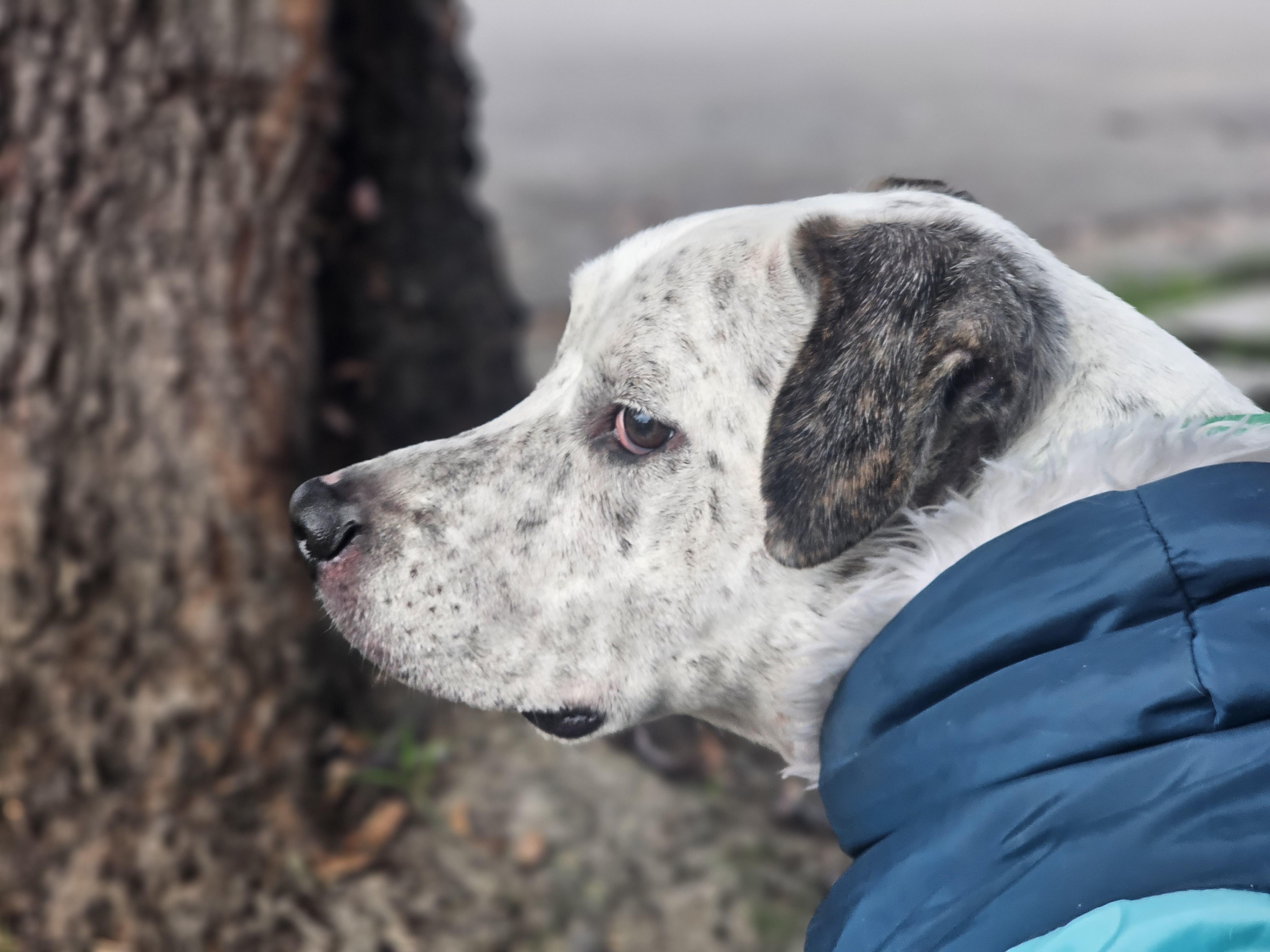 Enlarge Gordon, a ADOPTABLE mixed breed in San Jose, CA image 3/3