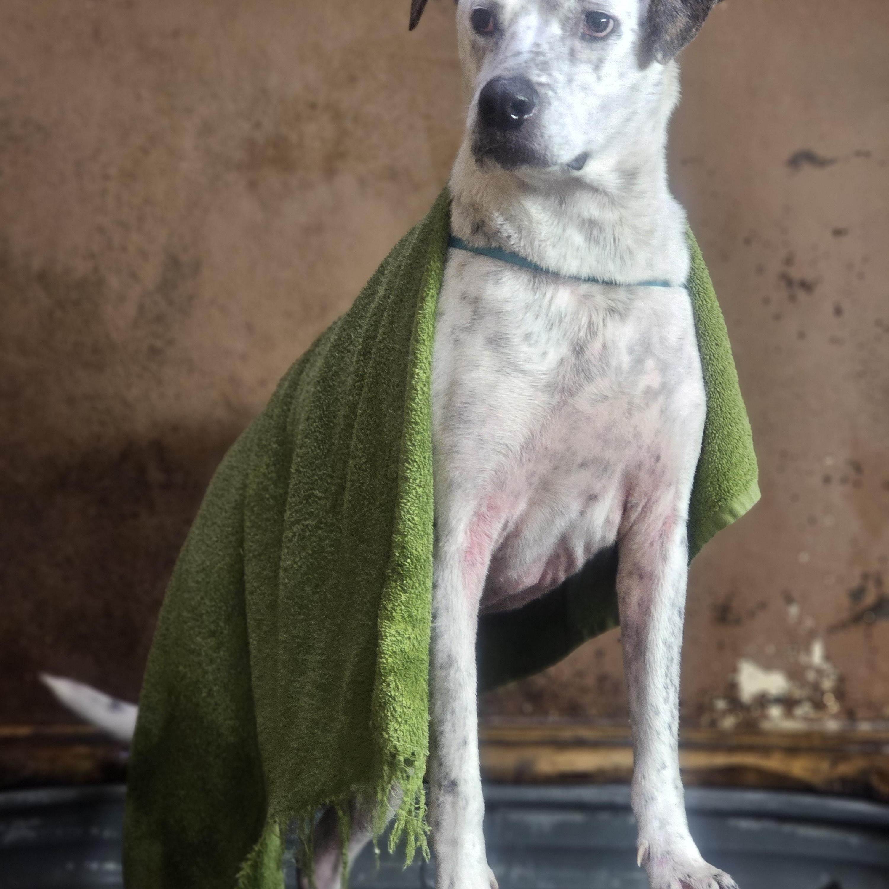 Enlarge Gordon, a ADOPTABLE mixed breed in San Jose, CA image 2/3