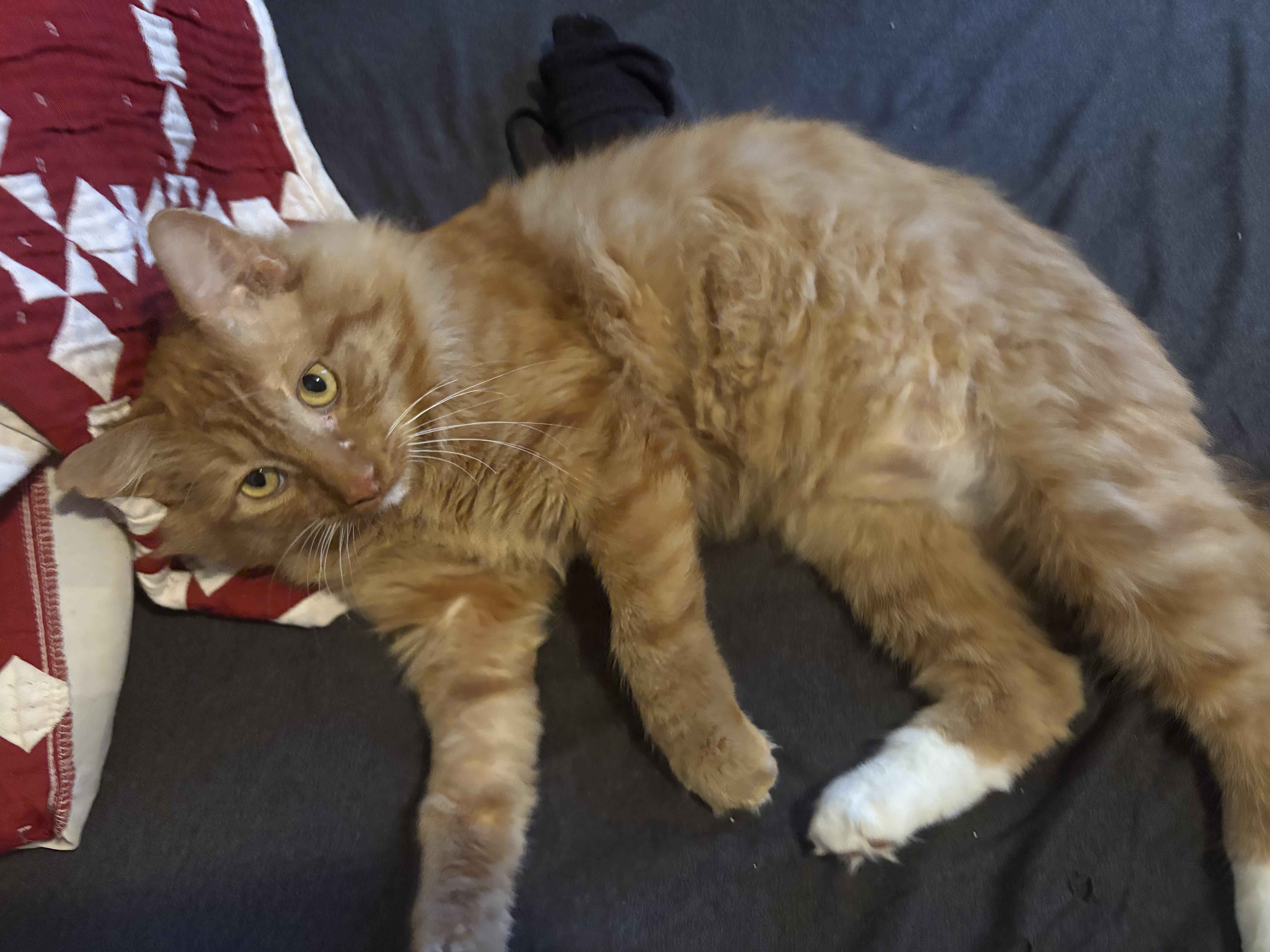 Enlarge Fozzie, a Adoptable Domestic Medium Hair in Pittsburgh, PA image 6/6