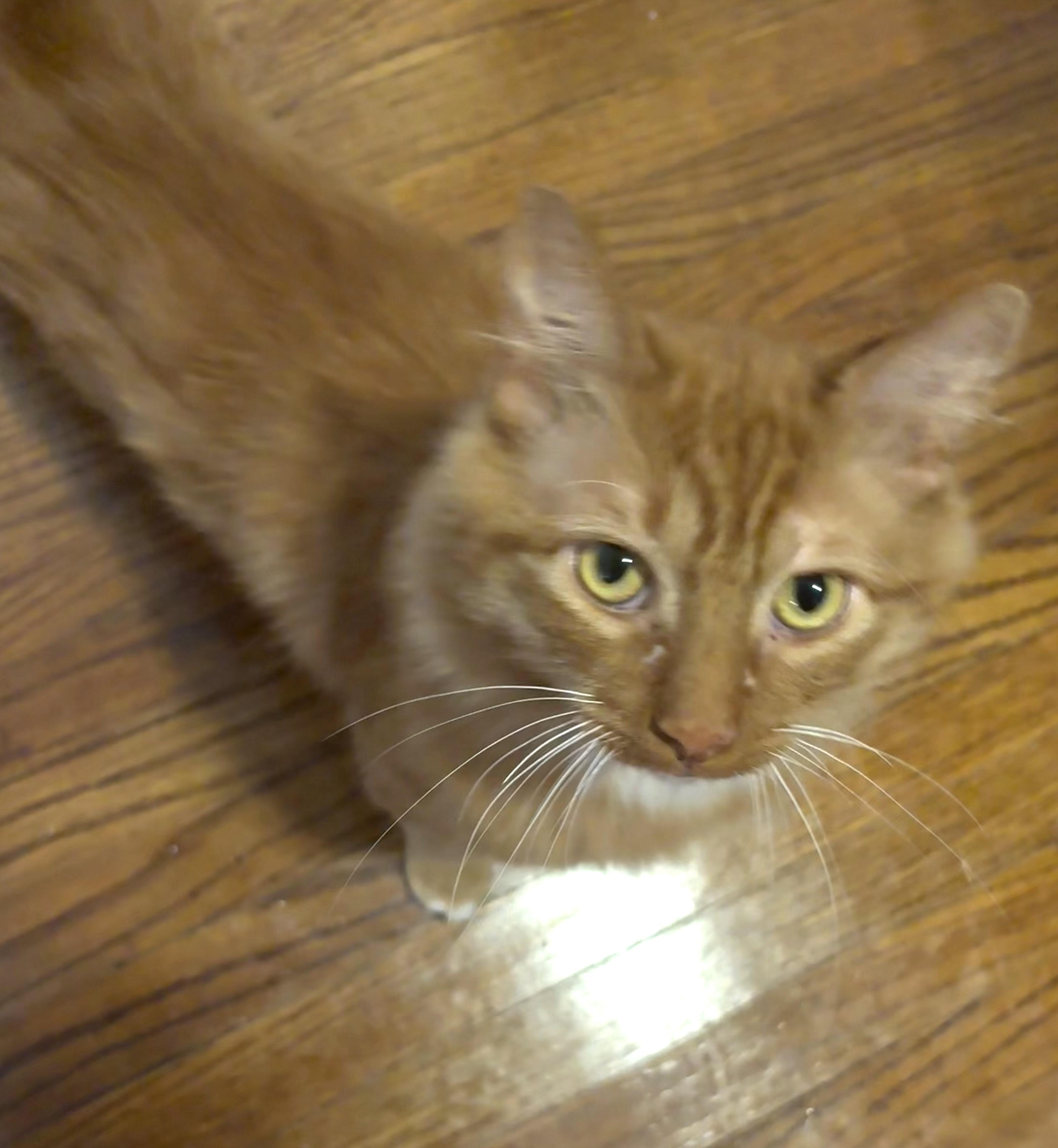 Enlarge Fozzie, a Adoptable Domestic Medium Hair in Pittsburgh, PA image 3/6