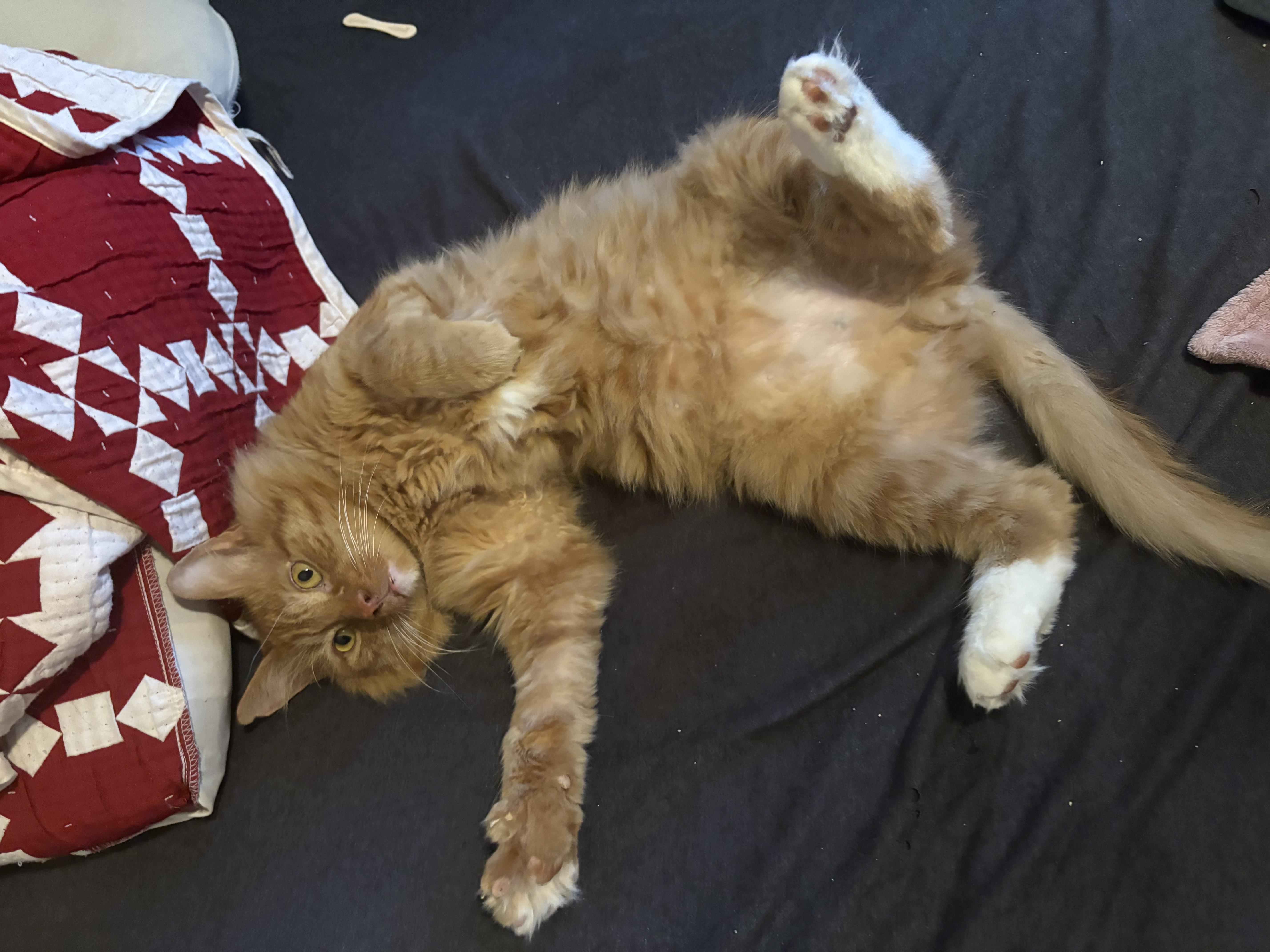 Enlarge Fozzie, a Adoptable Domestic Medium Hair in Pittsburgh, PA image 4/6