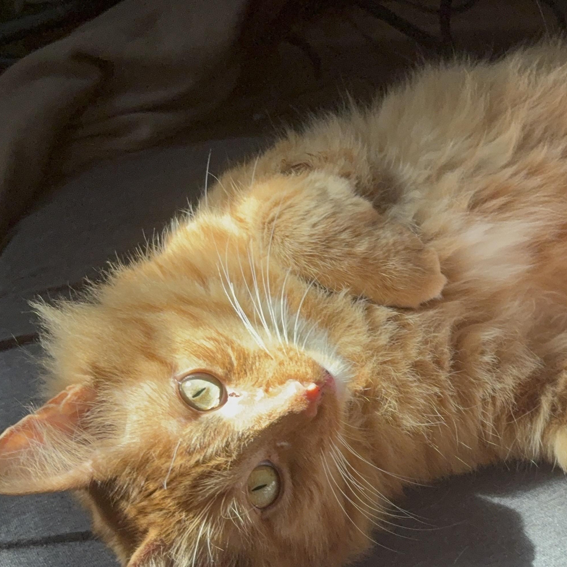 Enlarge Fozzie, a Adoptable Domestic Medium Hair in Pittsburgh, PA image 2/6