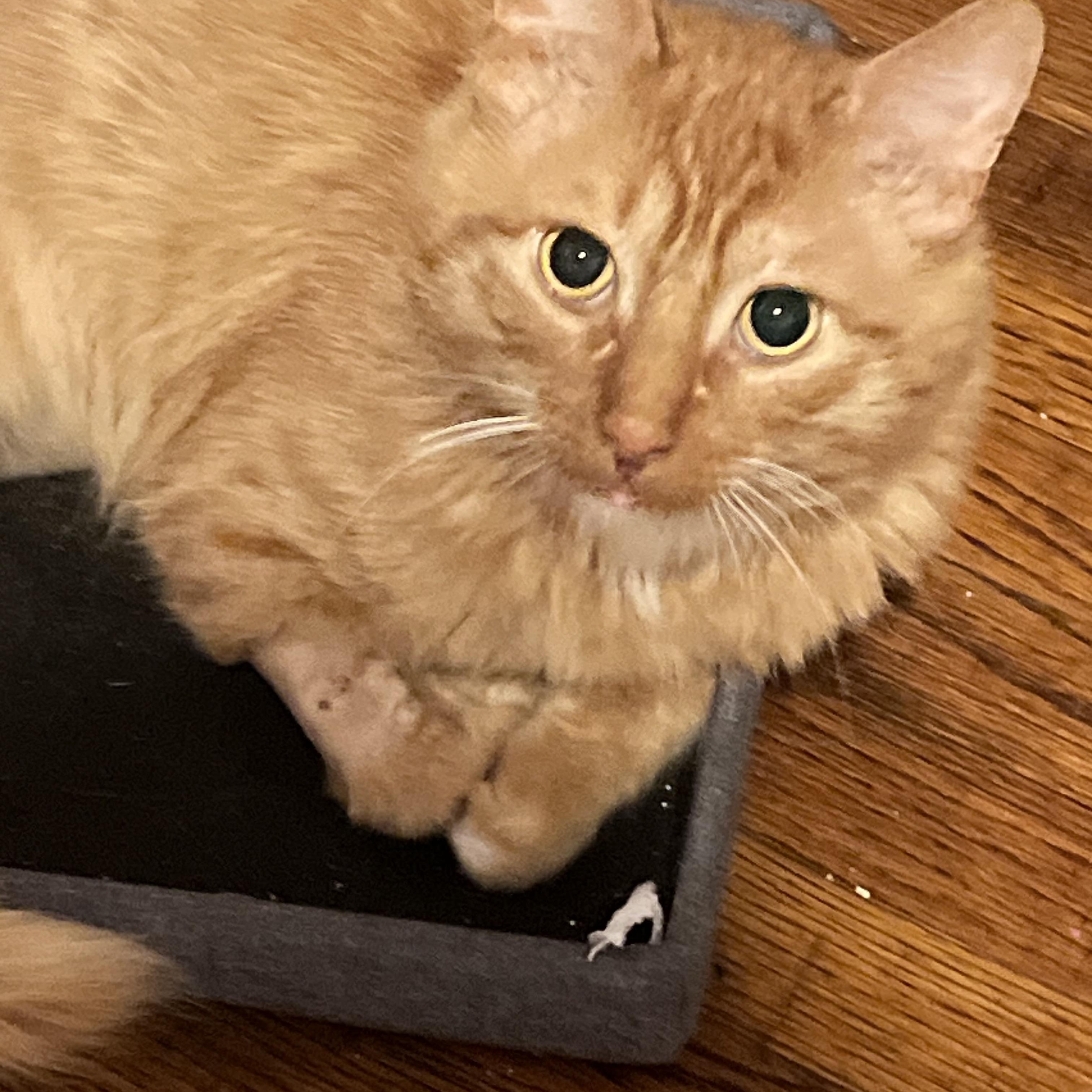 Fozzie, Adoptable, Adult Male Domestic Medium Hair.