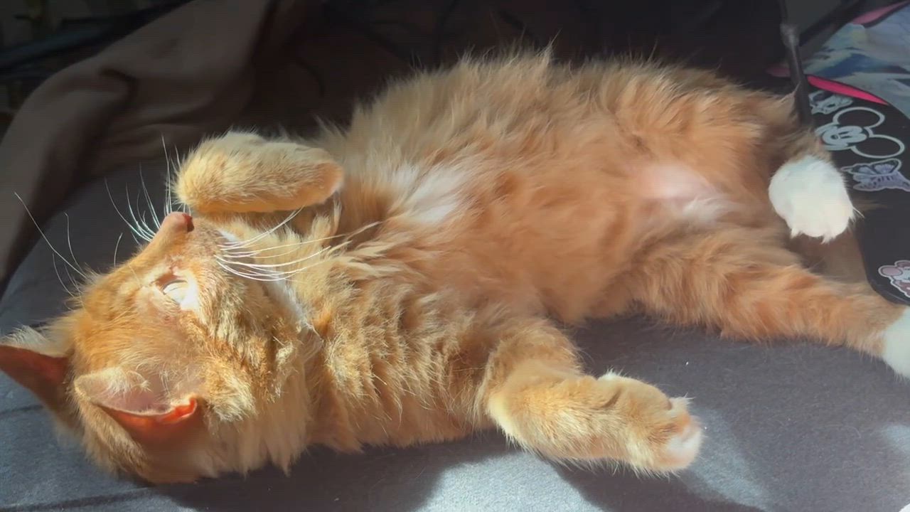 Enlarge Fozzie, a Adoptable Domestic Medium Hair in Pittsburgh, PA video 5/6