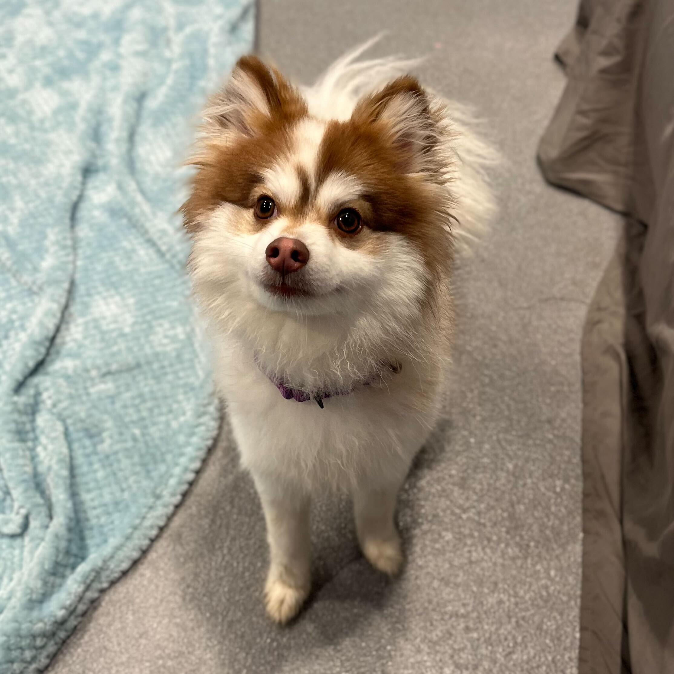 Enlarge Louie , a ADOPTABLE Pomsky in Canal Winchester, OH image 2/4