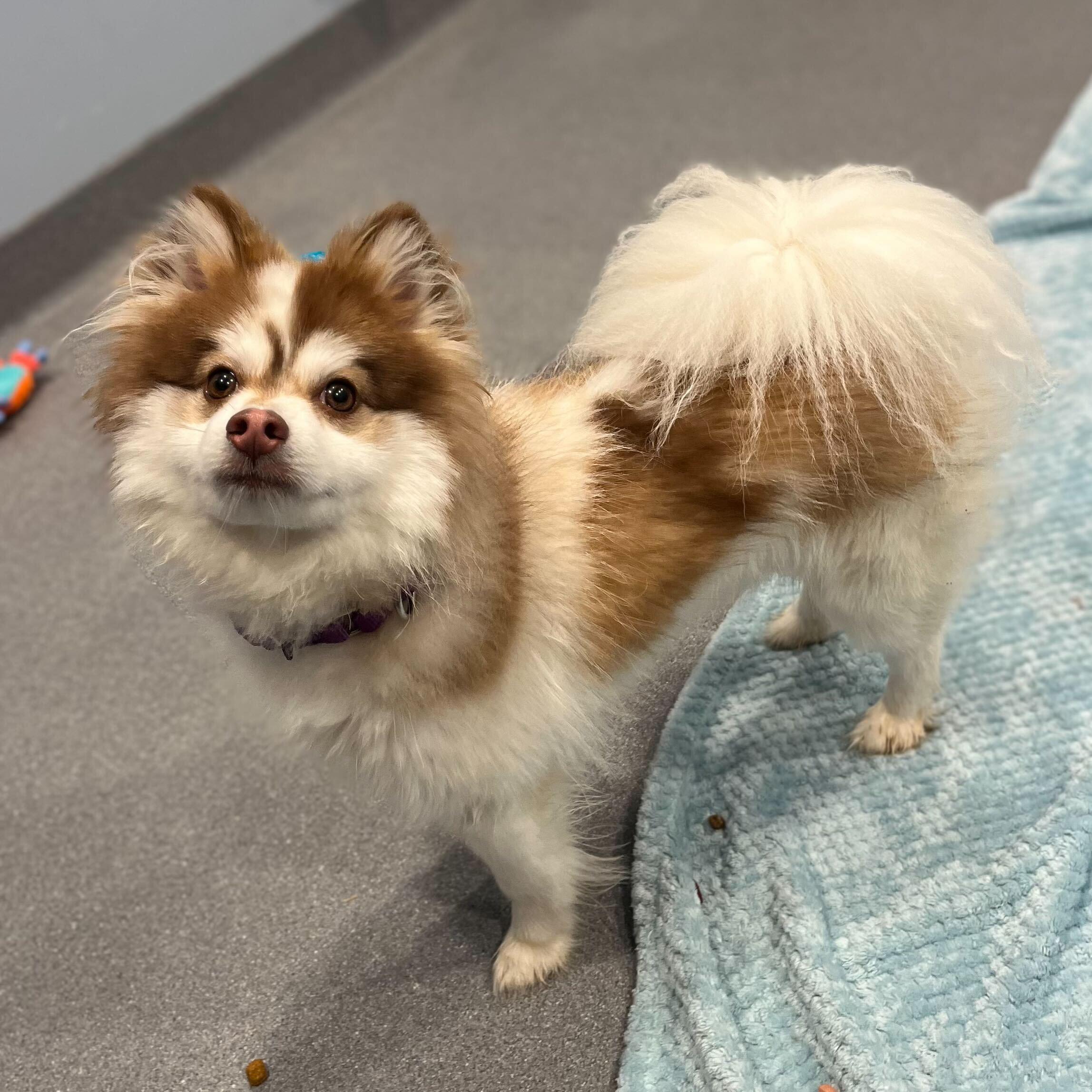 Enlarge Louie , a ADOPTABLE Pomsky in Canal Winchester, OH image 4/4