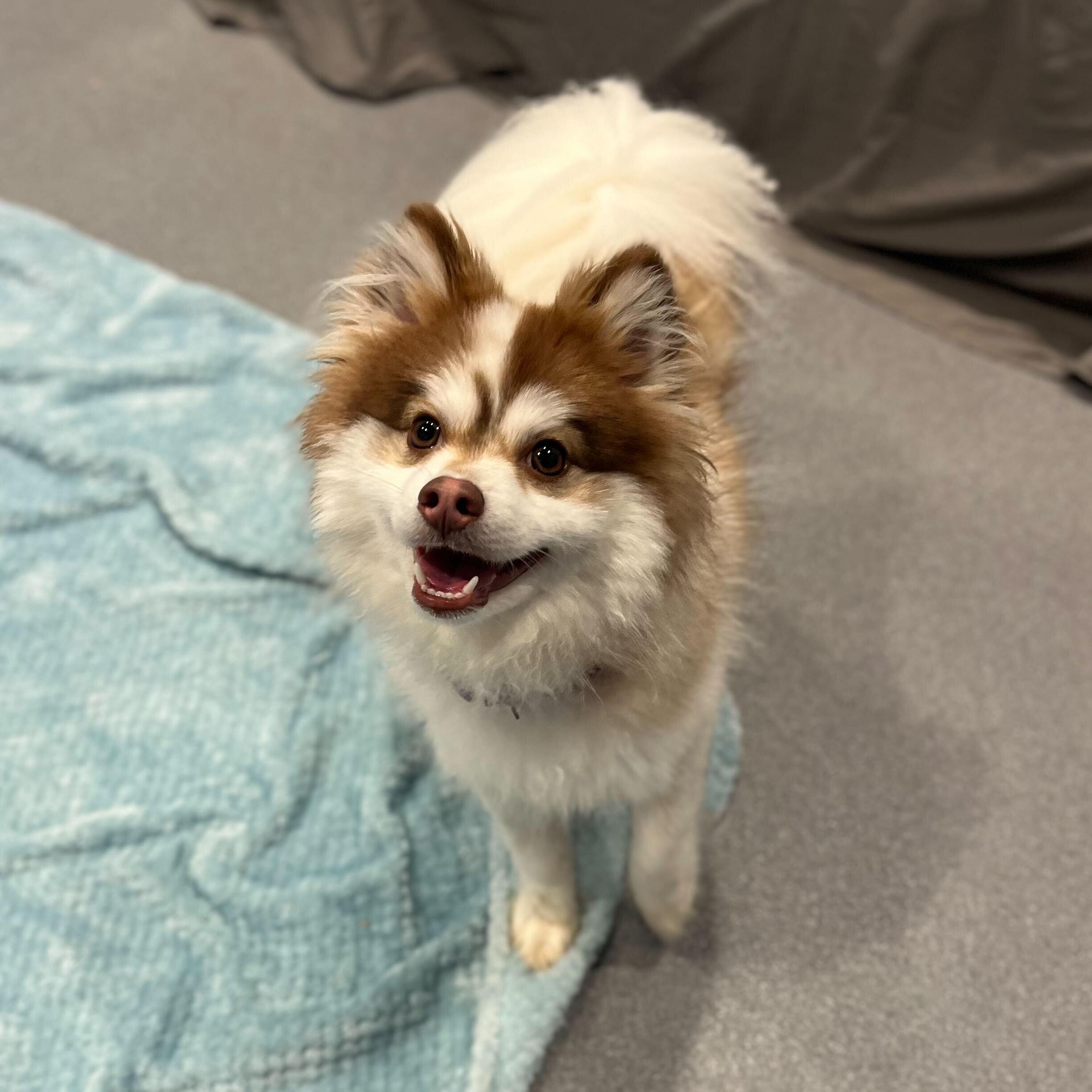 Enlarge Louie , a ADOPTABLE Pomsky in Canal Winchester, OH image 1/4