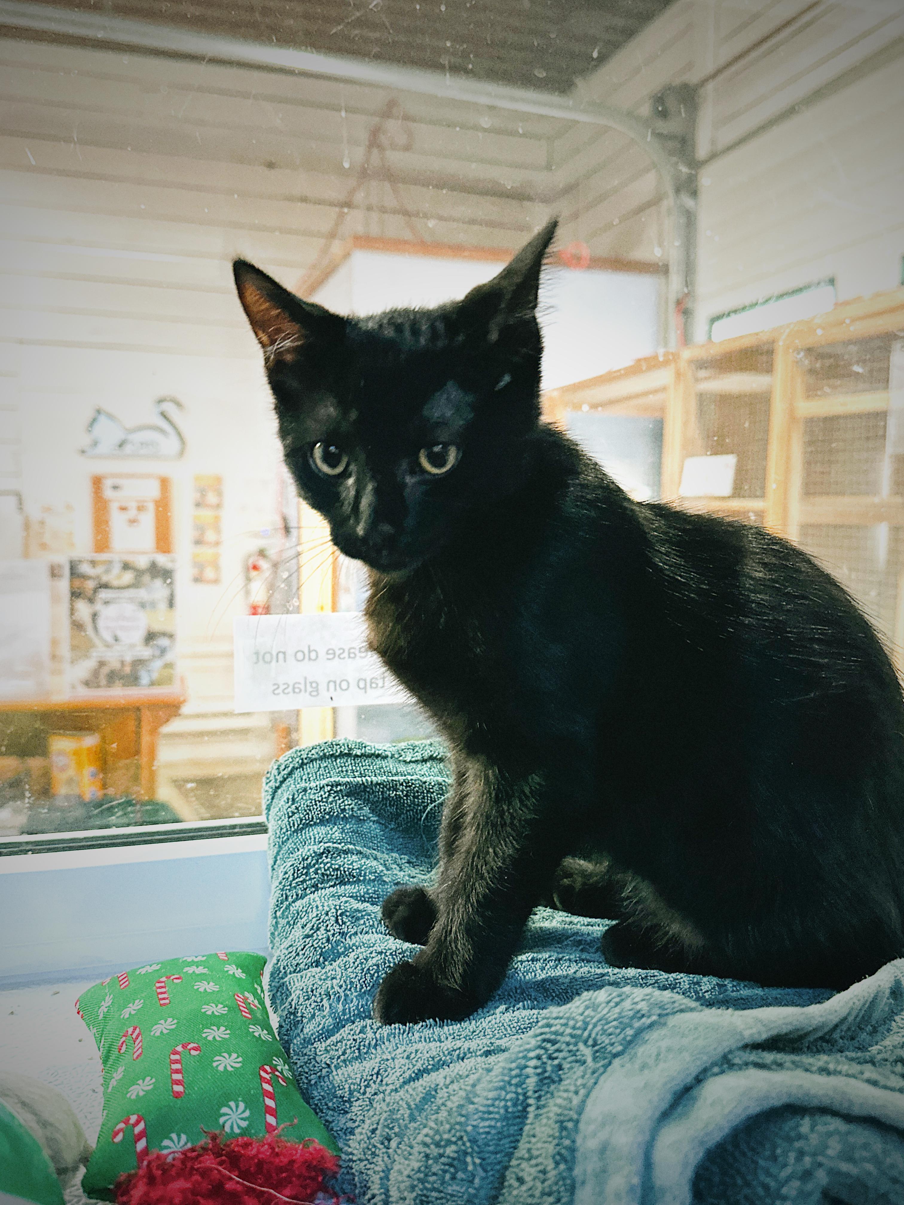 Zale, Adoptable, Kitten Male Domestic Short Hair.