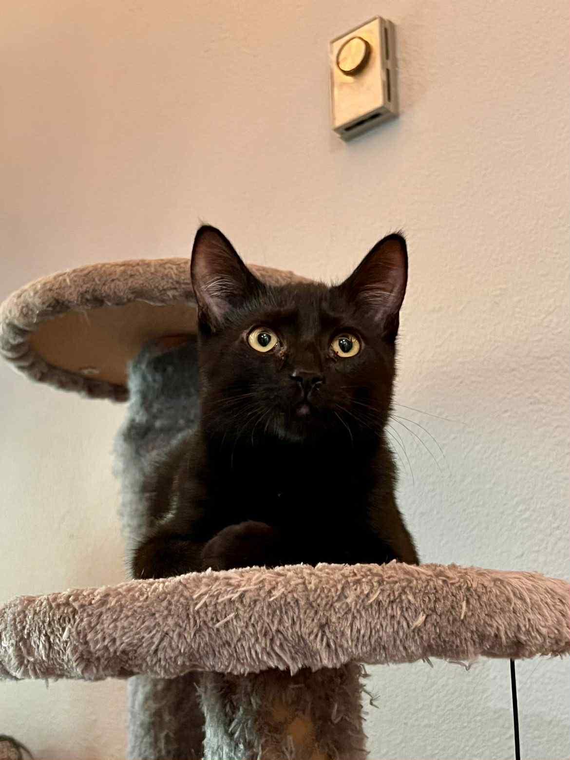 Zale, a Adoptable Domestic Short Hair in Courtenay, BC image 5/5