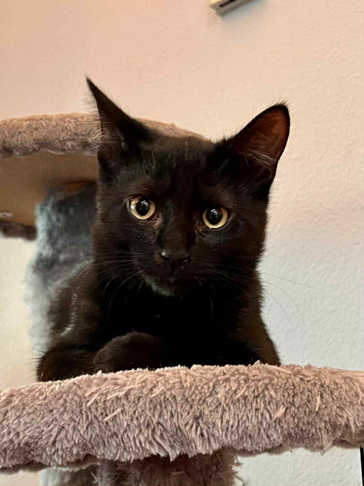 Zale, a Adoptable Domestic Short Hair in Courtenay, BC image 4/5